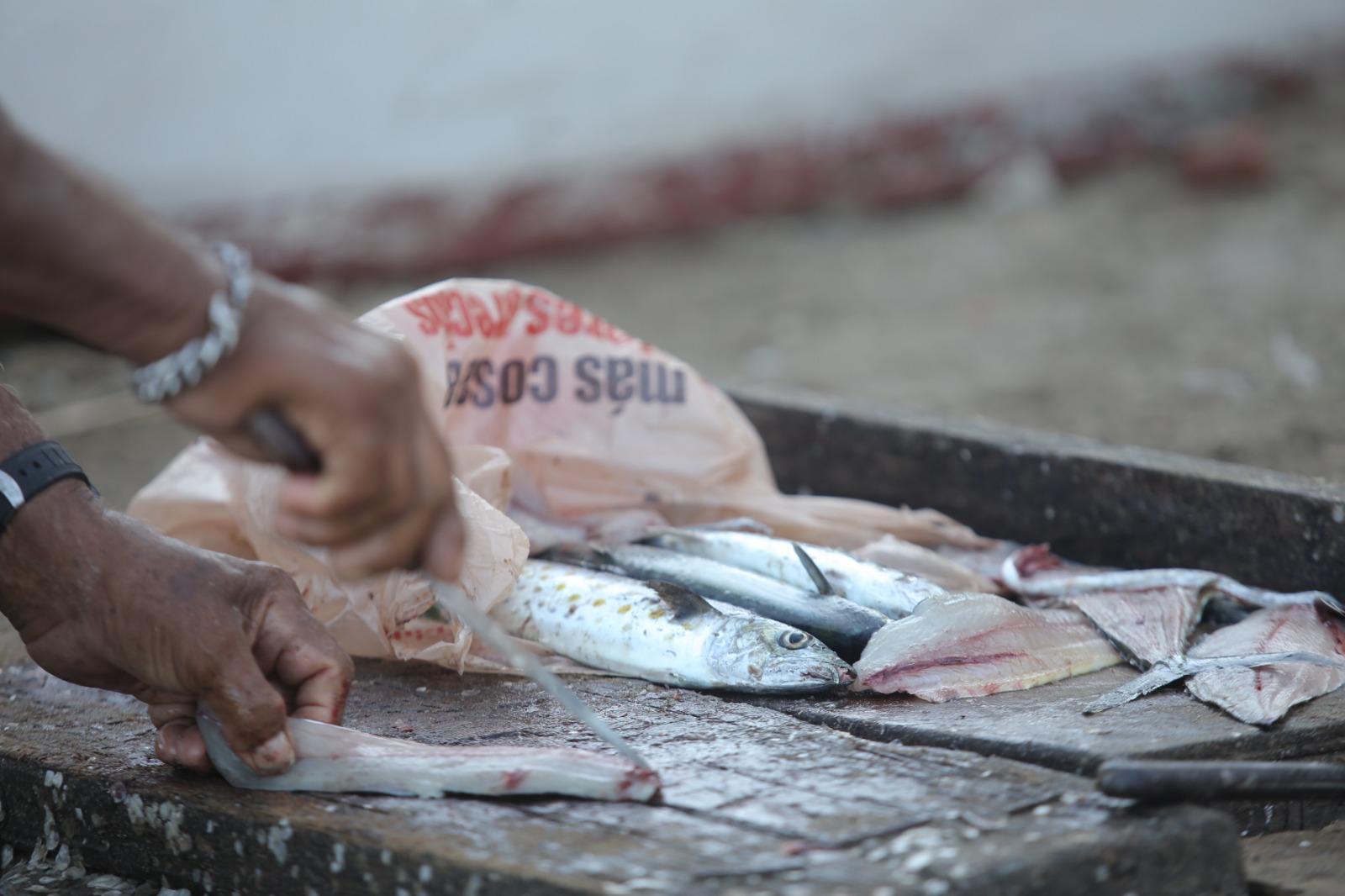 $!El mar se pone frío y en Mazatlán inicia la temporada de sierra