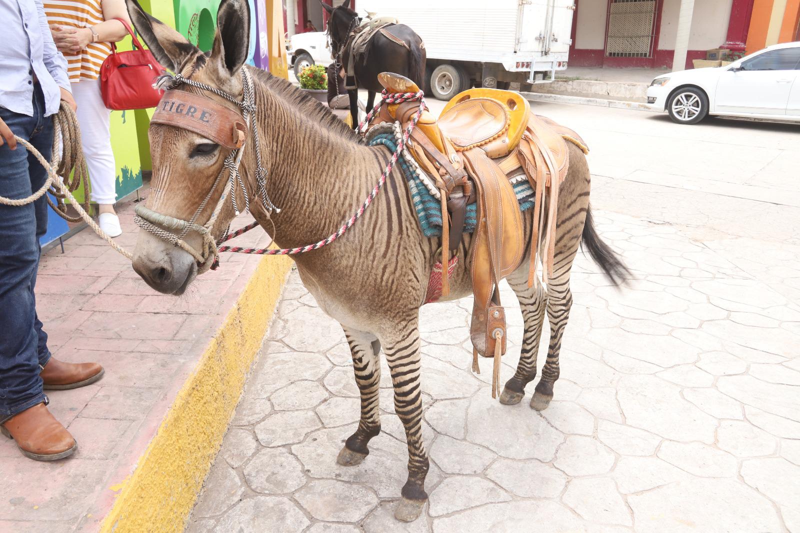 $!El Tigre, el burrito cebrino más fotografiado de La Noria, Mazatlán