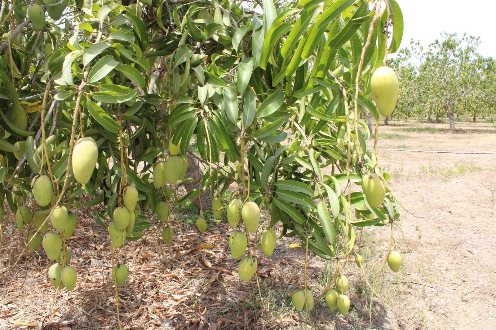 $!Para mayo, primera producción de mango ataulfo en Escuinapa