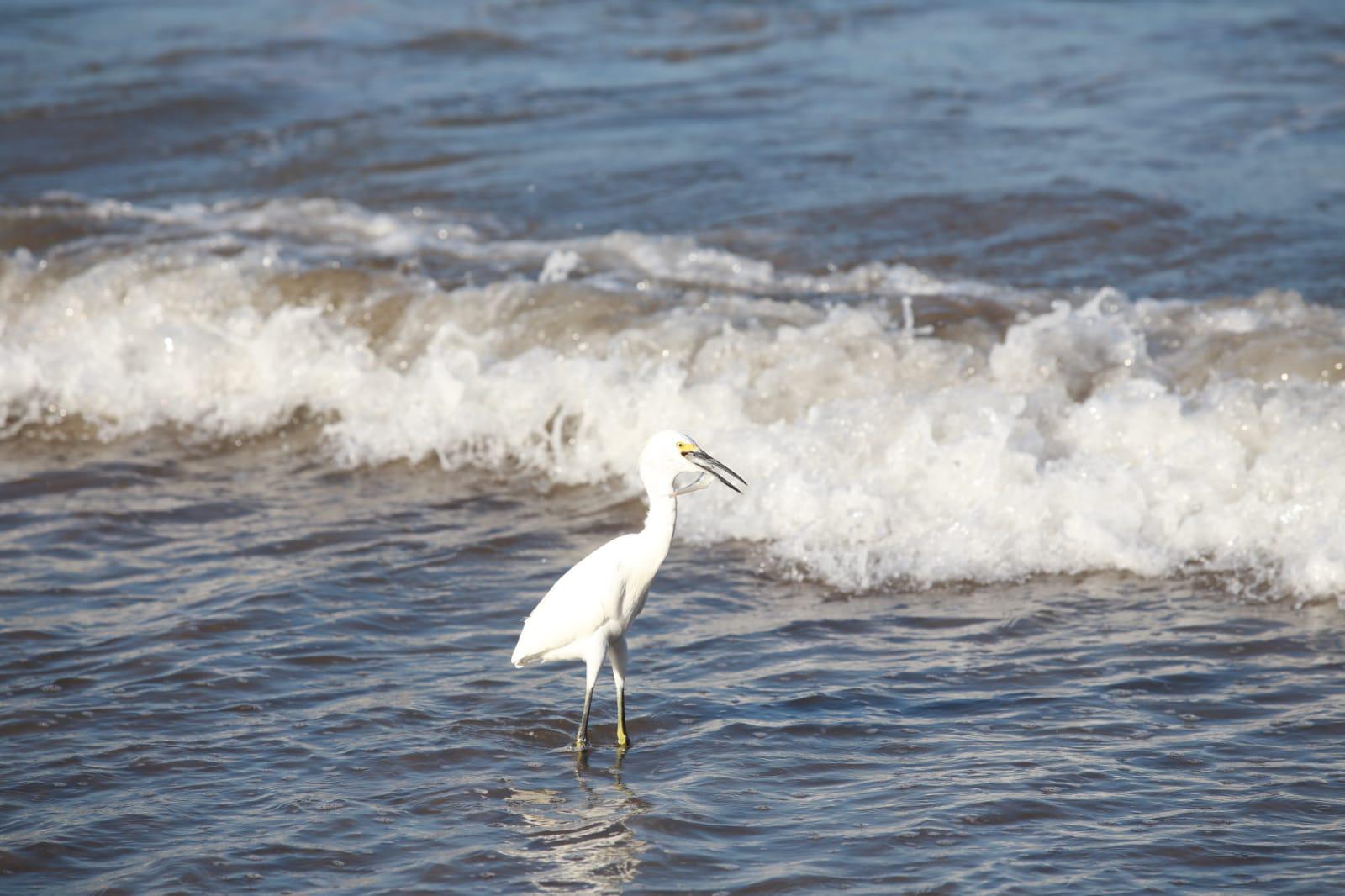 $!Quetzalcóatl Tirado domina la Libre en última Puntuable de Natación