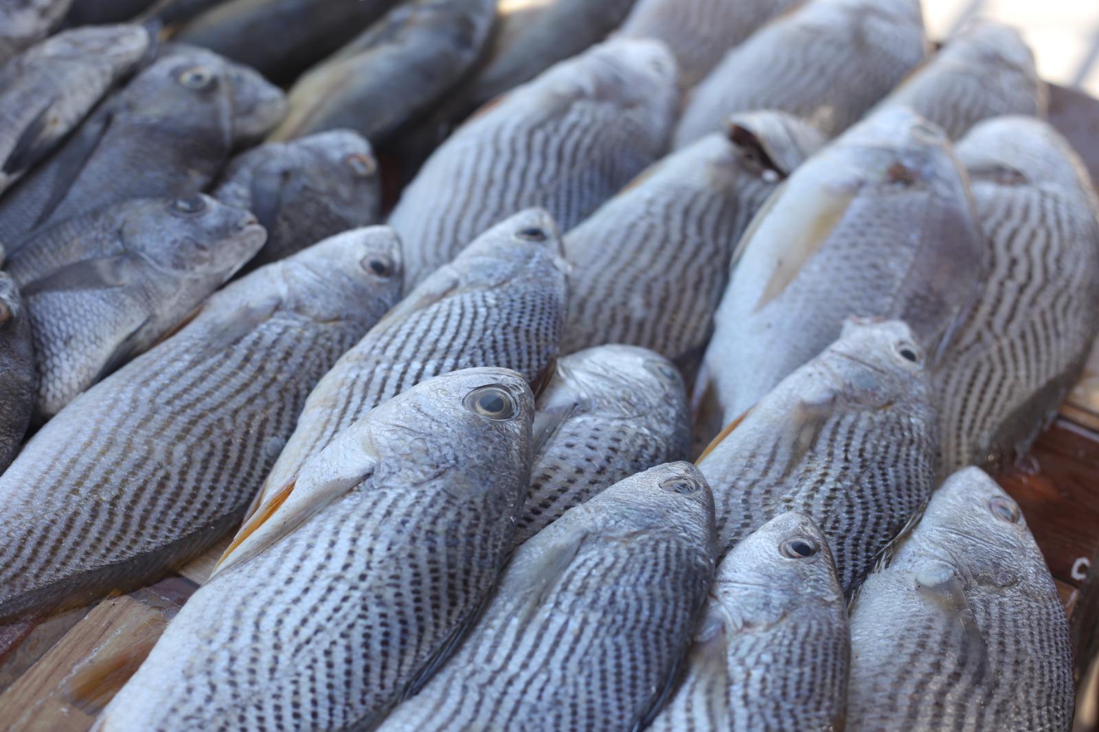 $!Reportan bajas ventas de pescado en Playa Norte pese a temporada vacacional en Mazatlán