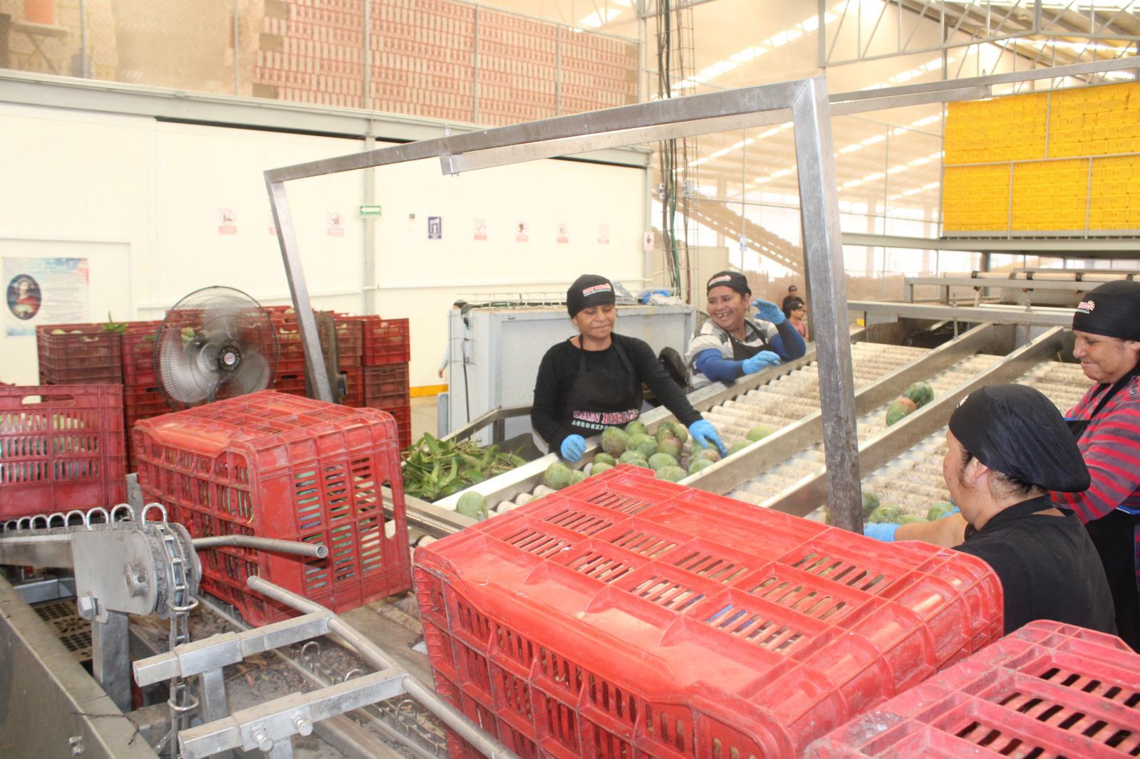 $!Exportación de mango, la cadena de trabajo detrás de cada caja empacada