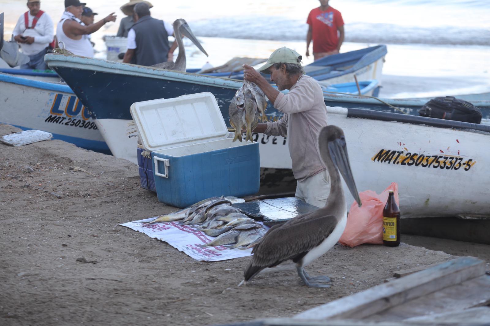 $!El mar se pone frío y en Mazatlán inicia la temporada de sierra