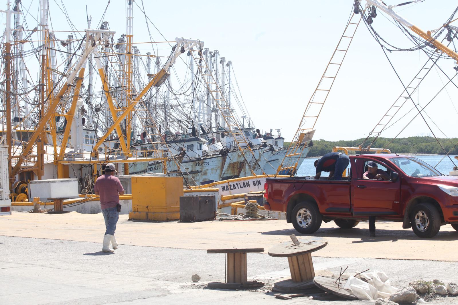 $!Industria camaronera de Mazatlán flota en un mar de crisis