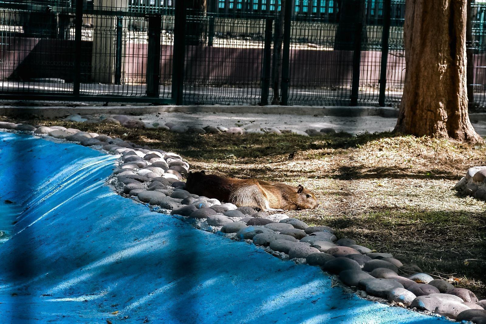 $!Aumentan visitas al Zoológico de Culiacán con la llegada de Luna y Tostadito, la pareja de capibaras