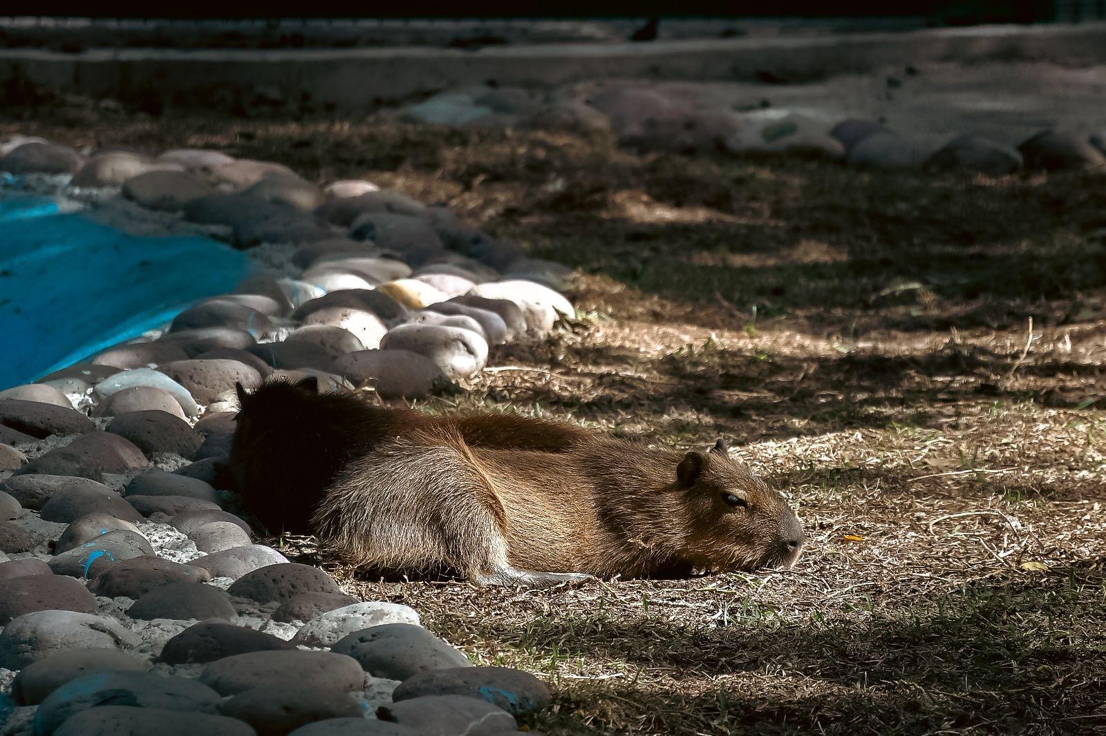 $!Aumentan visitas al Zoológico de Culiacán con la llegada de Luna y Tostadito, la pareja de capibaras