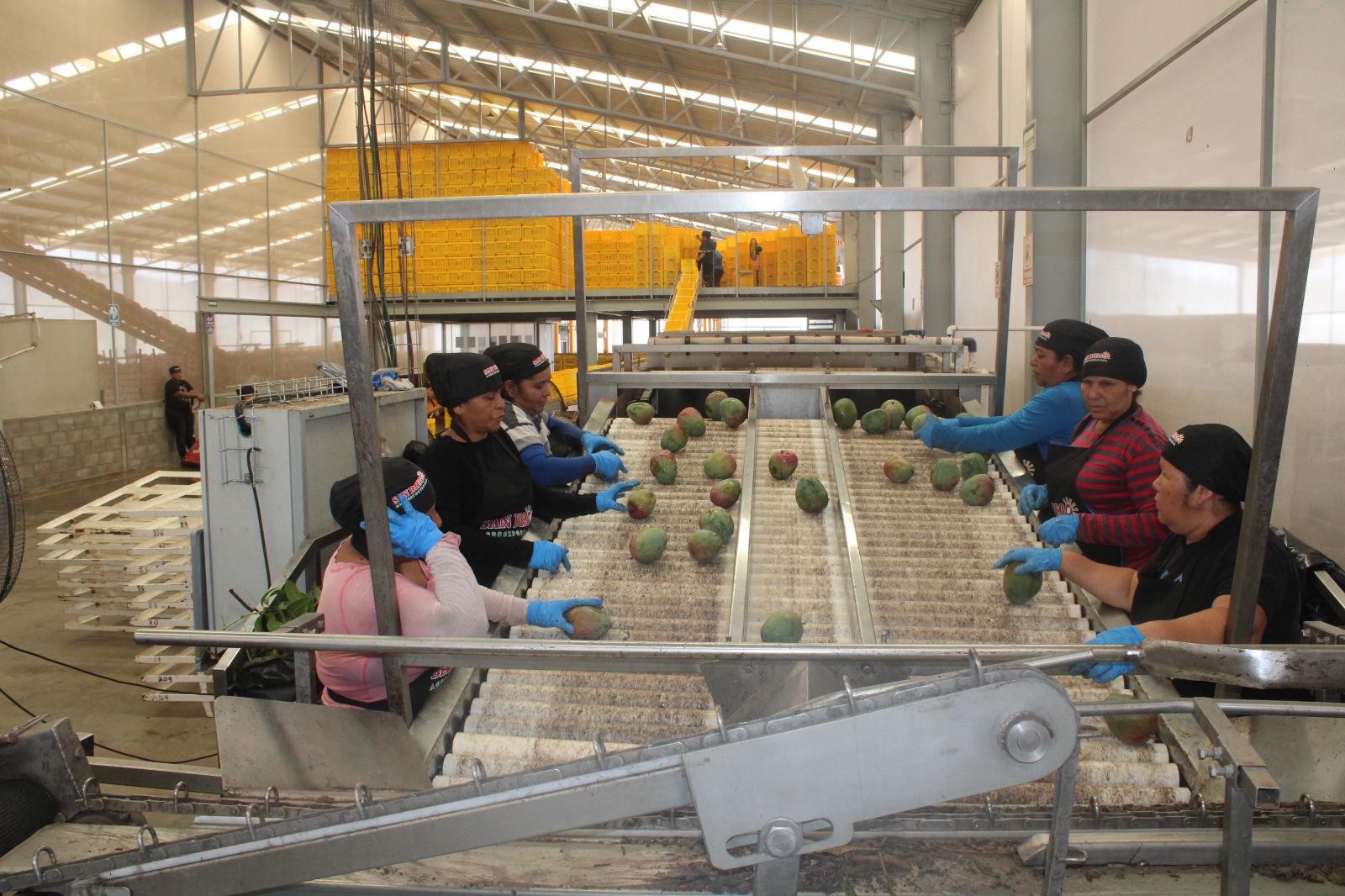 $!Exportación de mango, la cadena de trabajo detrás de cada caja empacada