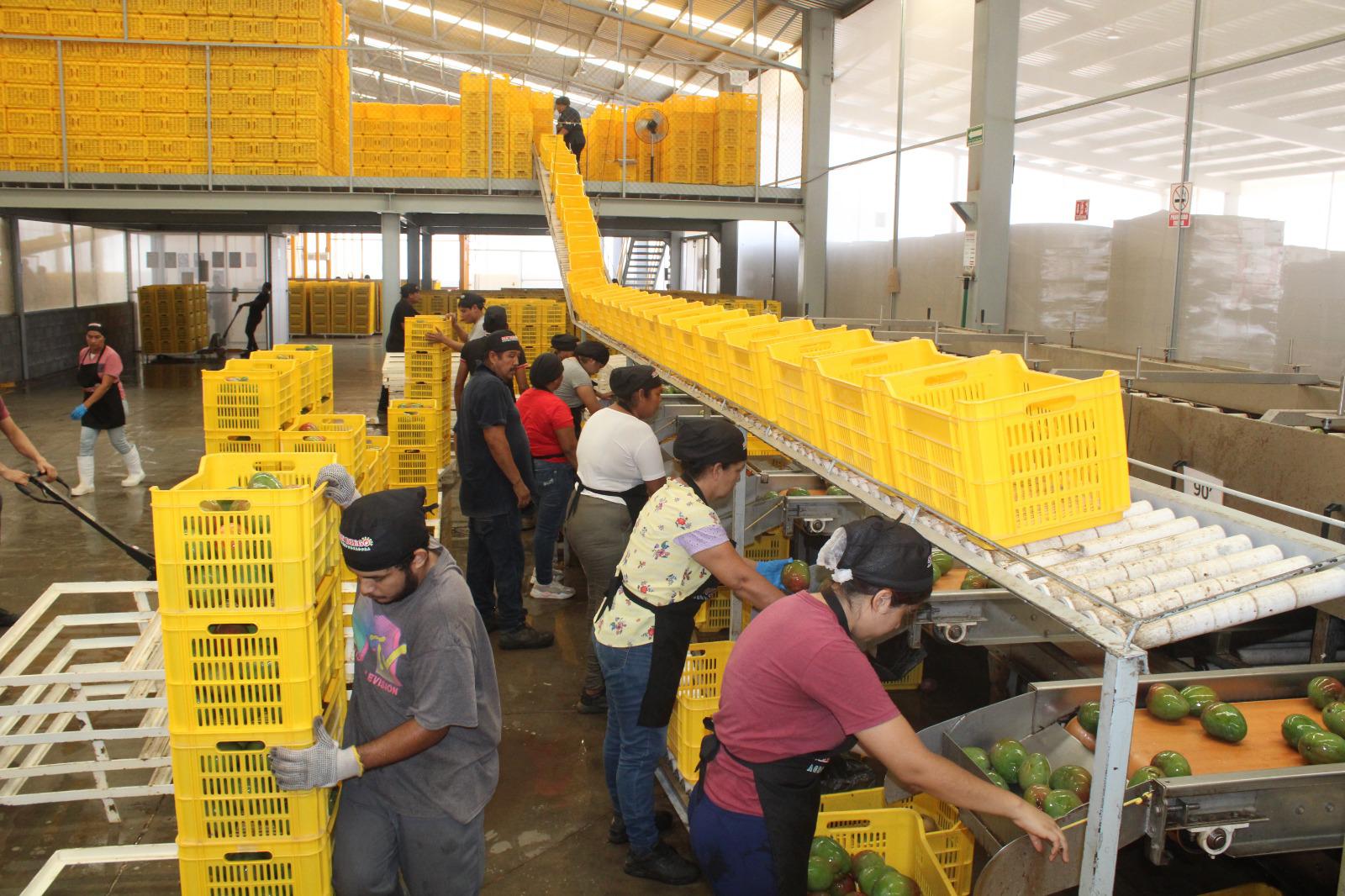 $!Exportación de mango, la cadena de trabajo detrás de cada caja empacada