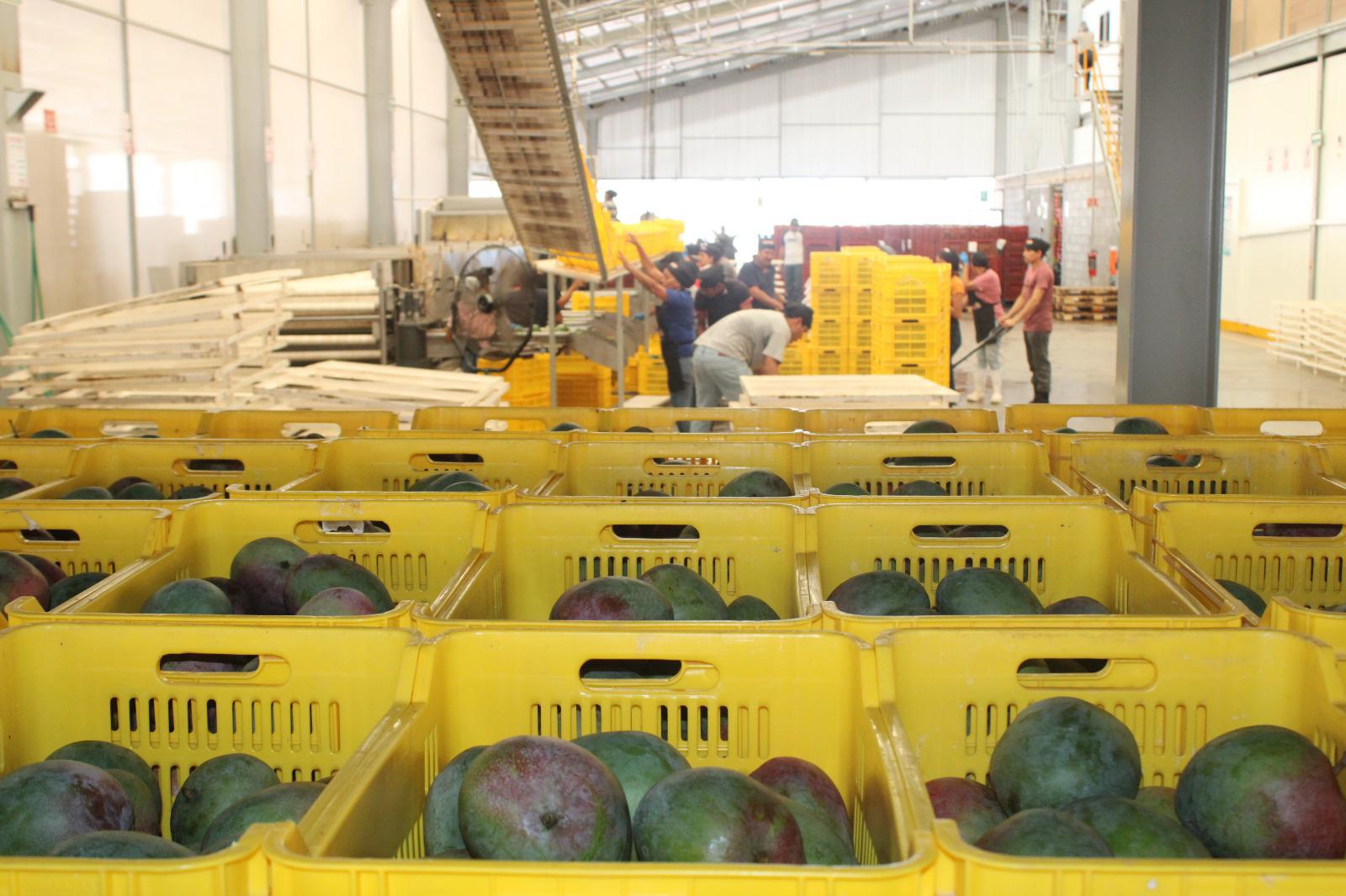 $!Exportación de mango, la cadena de trabajo detrás de cada caja empacada