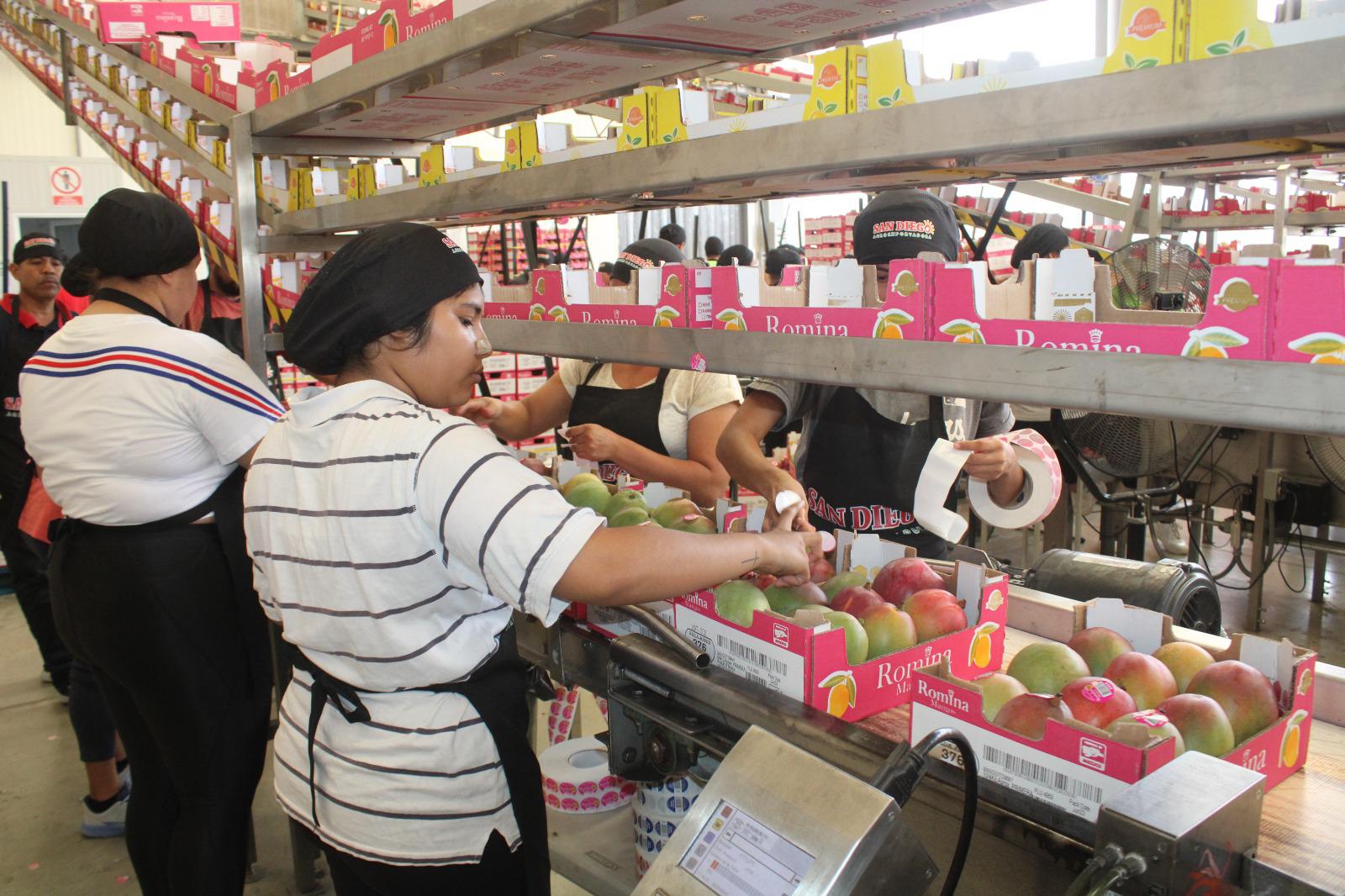 $!Exportación de mango, la cadena de trabajo detrás de cada caja empacada