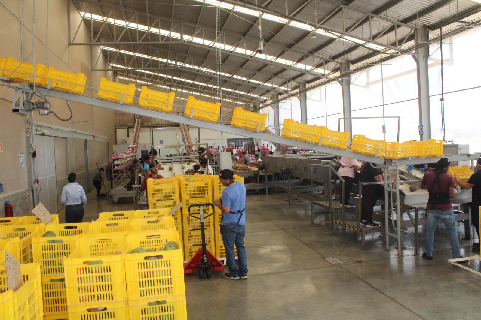 $!Empaques de mango en el sur de Sinaloa operaron al 40 por ciento de su capacidad