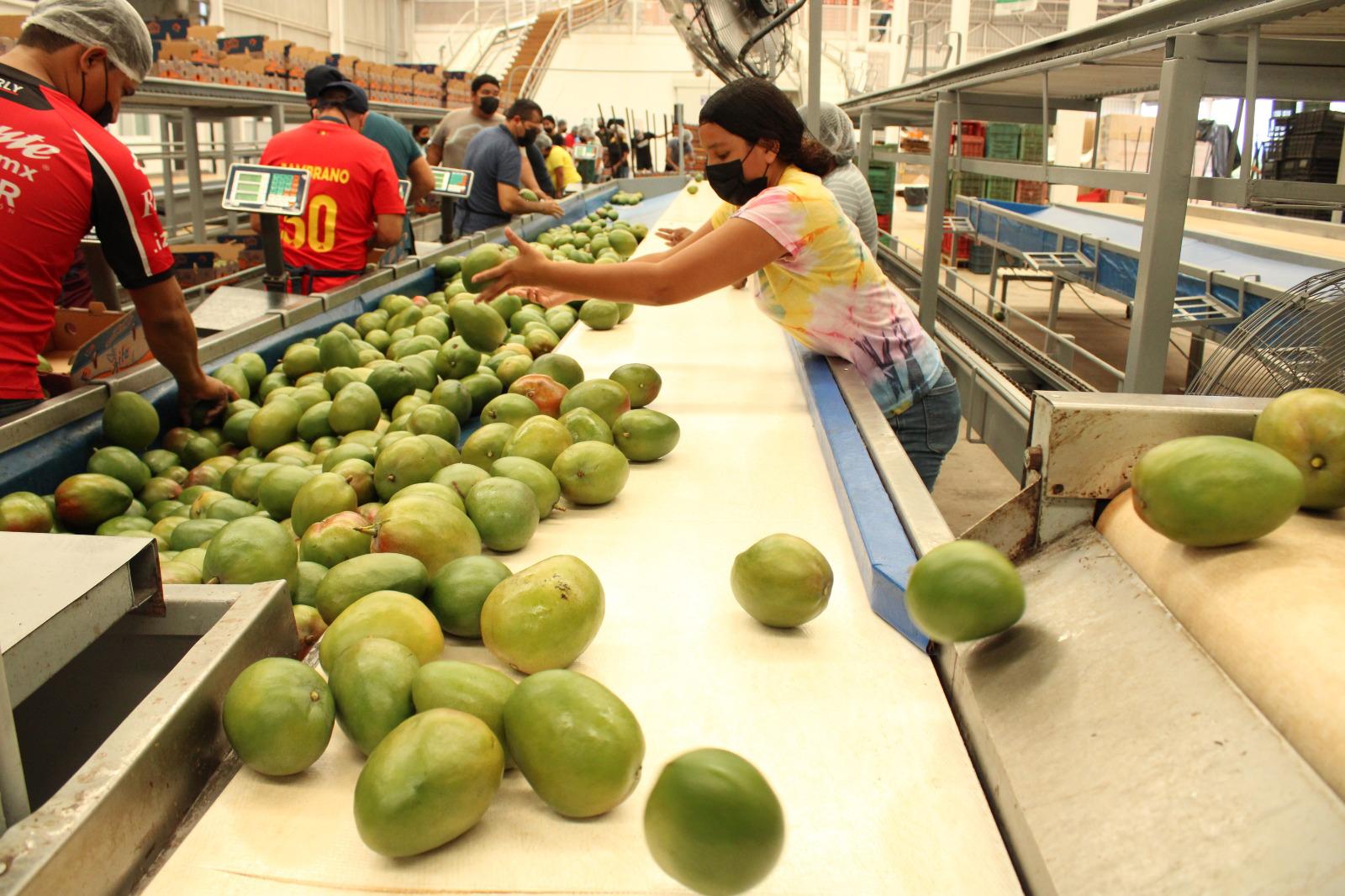 $!Es México quinto lugar mundial como productor y exportador de mango