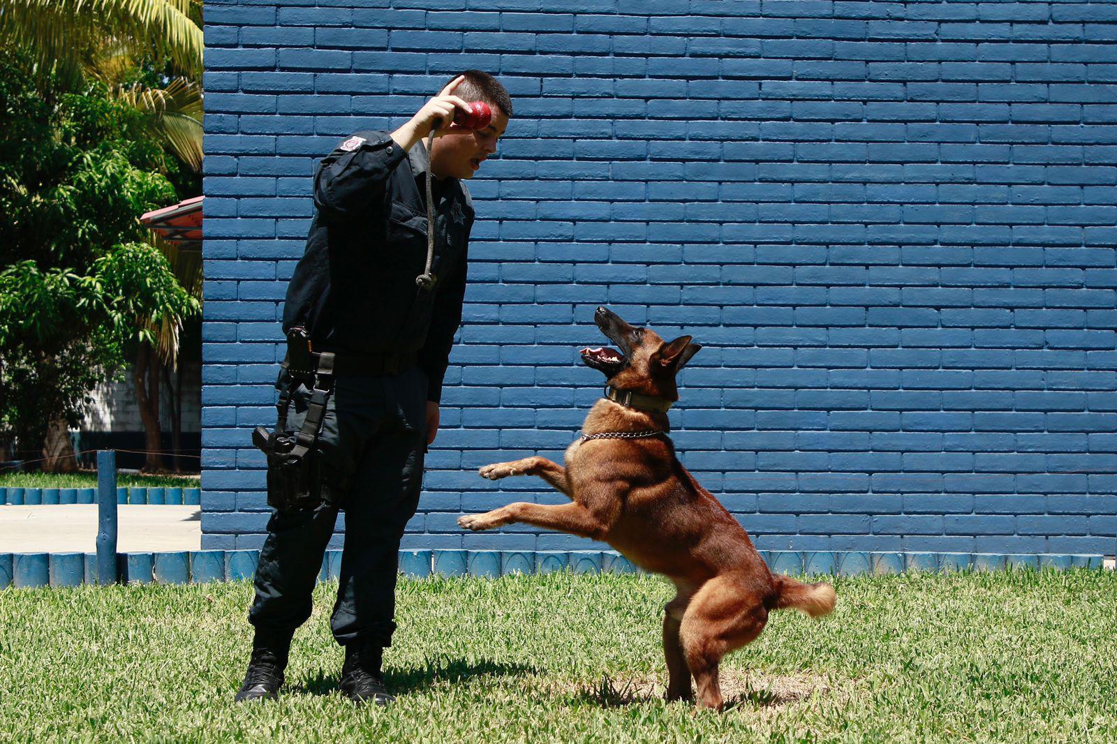 $!Guardianes de la seguridad en Culiacán, héroes de cuatro patas