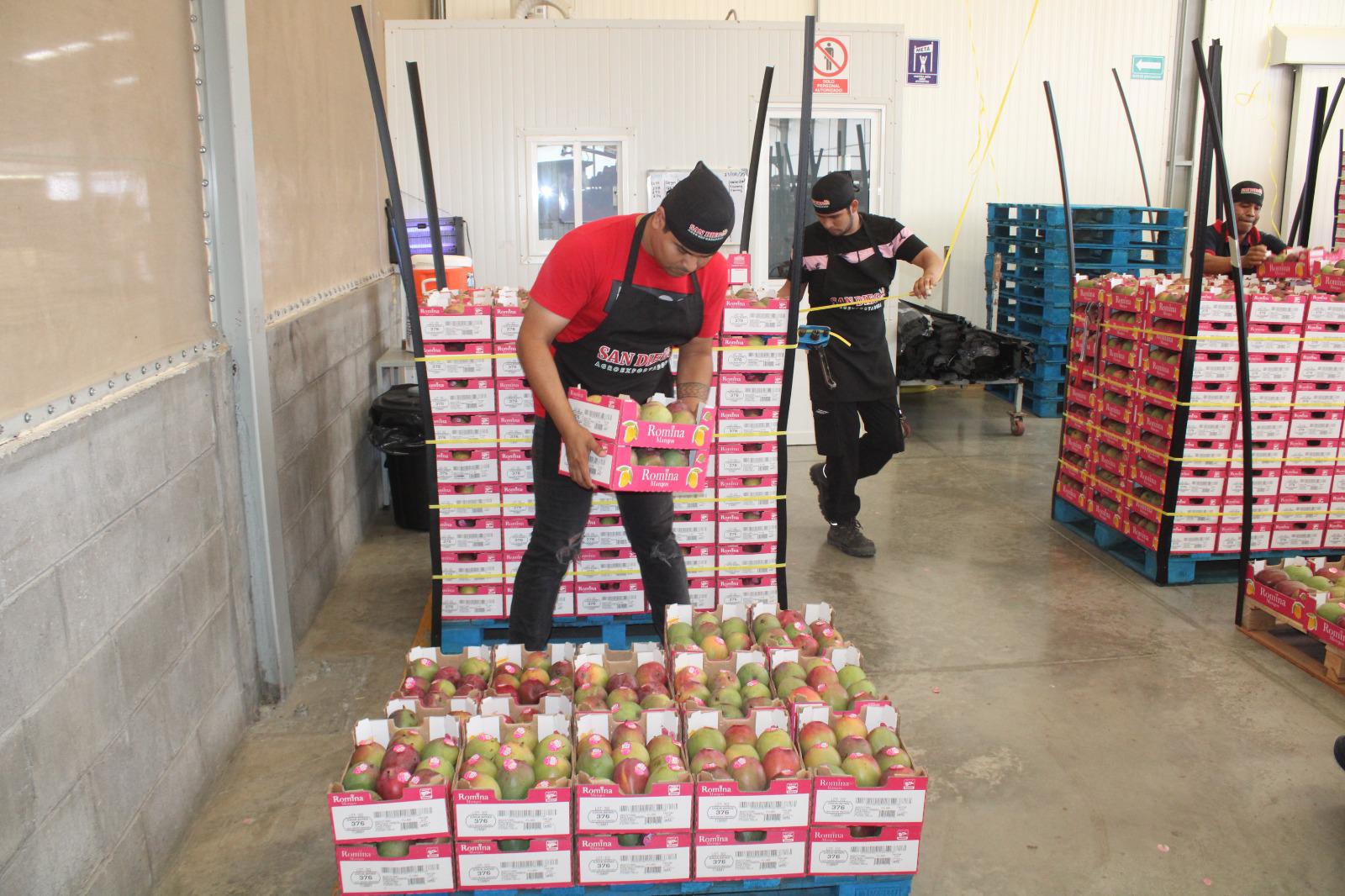 $!Exportación de mango, la cadena de trabajo detrás de cada caja empacada