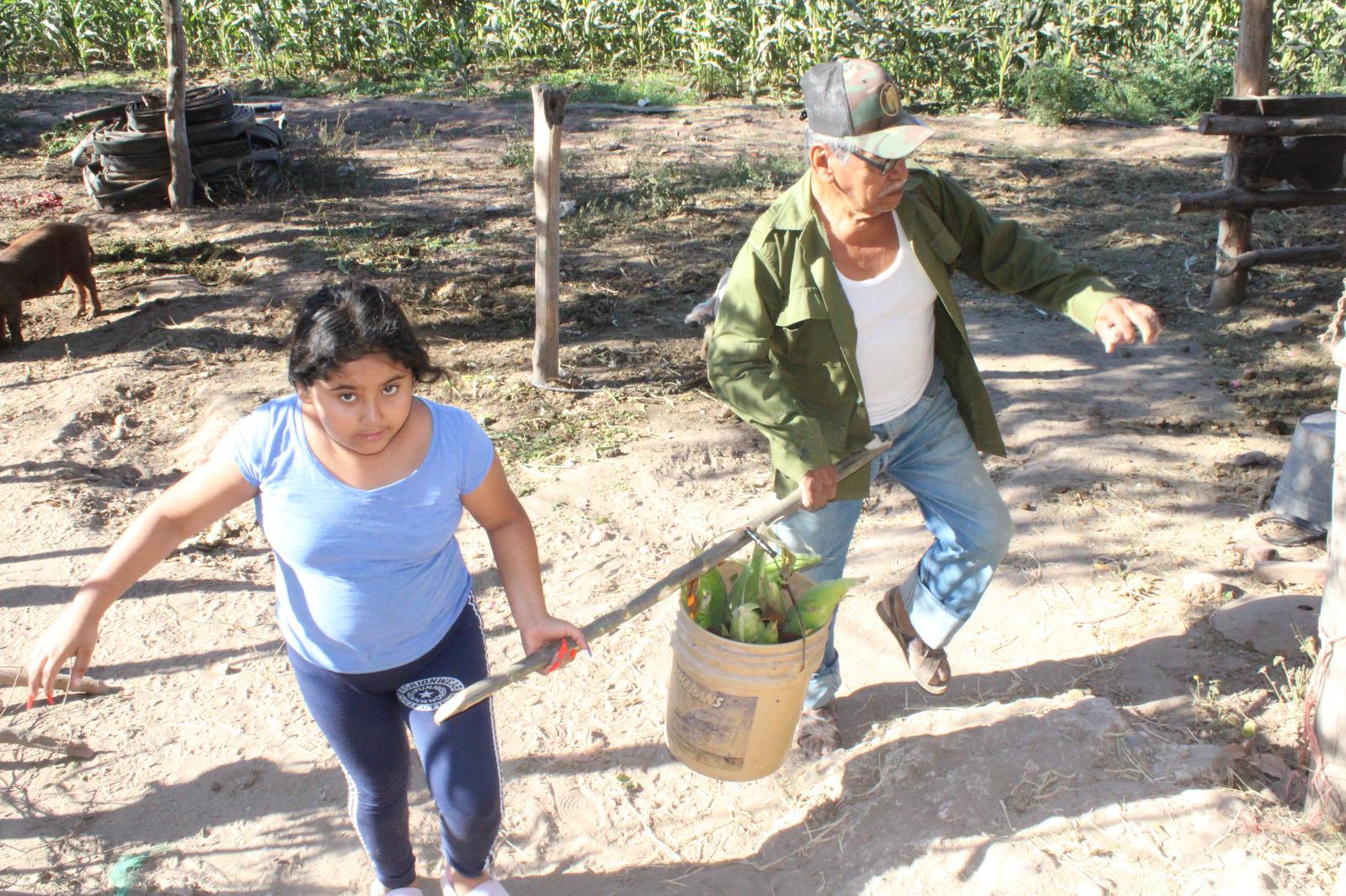 $!Se unen en Rosario a la tradicional cosecha de jícama