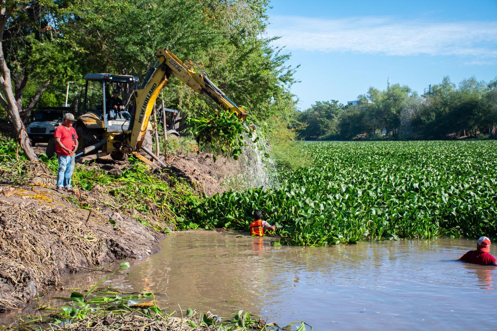 $!Avanza limpieza de plaga invasora de lirio acuático en el río Humaya