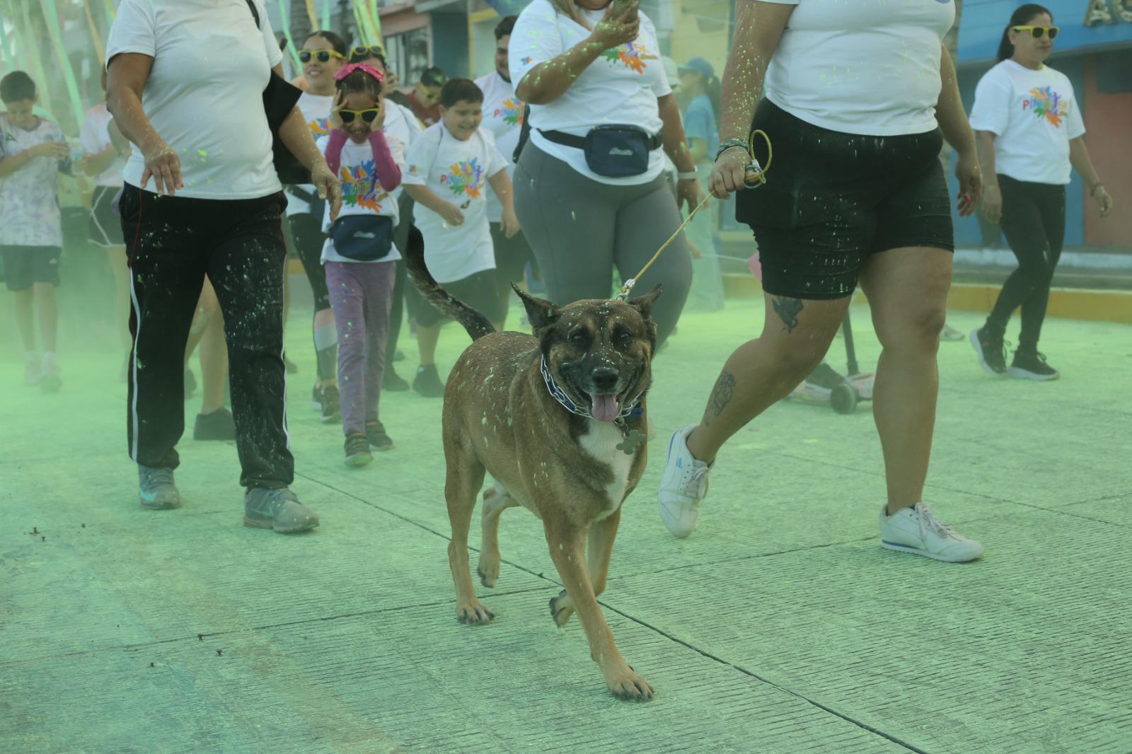 $!Se vive fiesta deportiva y de colores en la Carrera Píntate 5K Mazatún