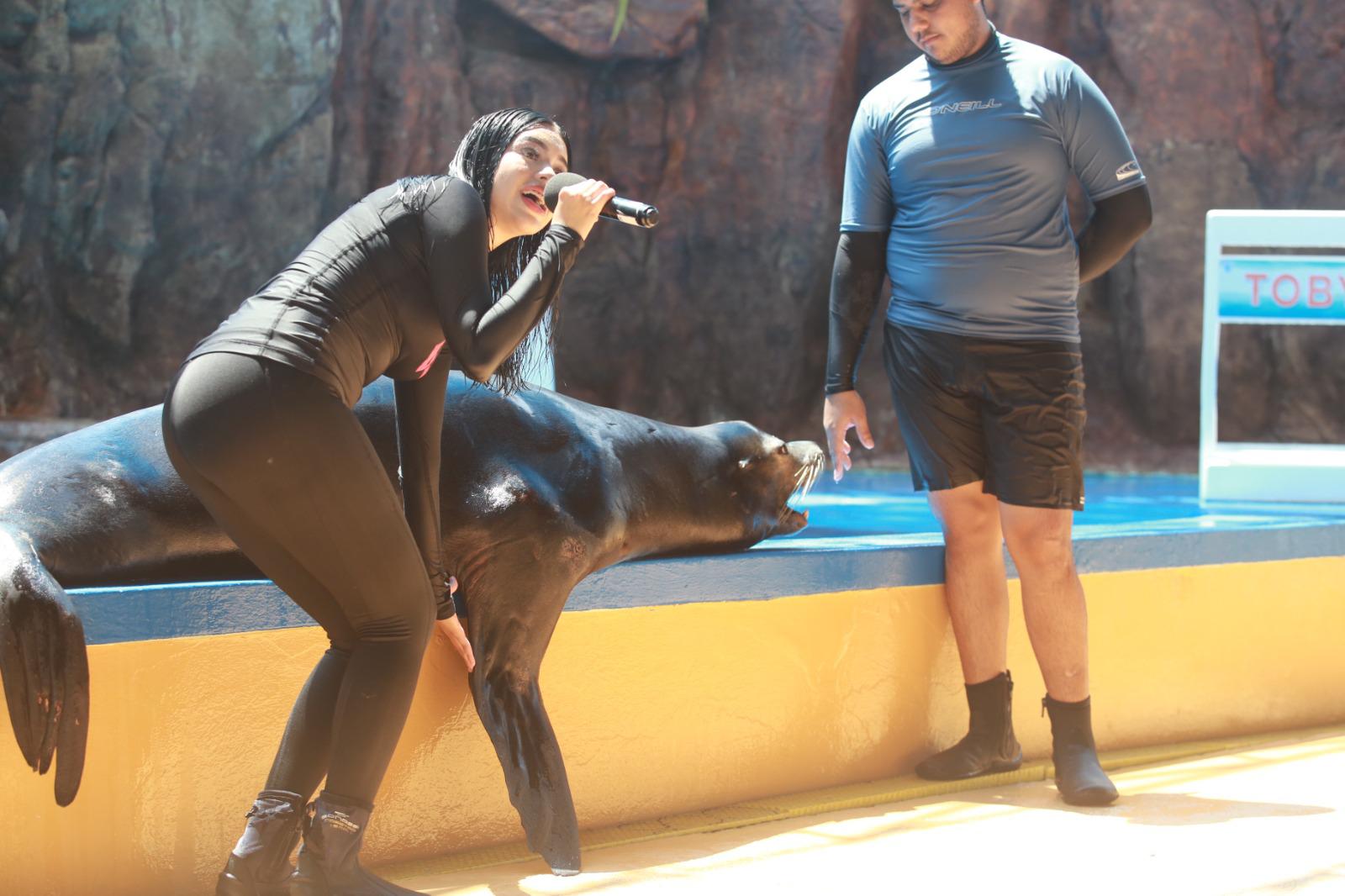 $!Dan ‘probadita’ del show de lobos marinos en el Gran Acuario Mazatlán