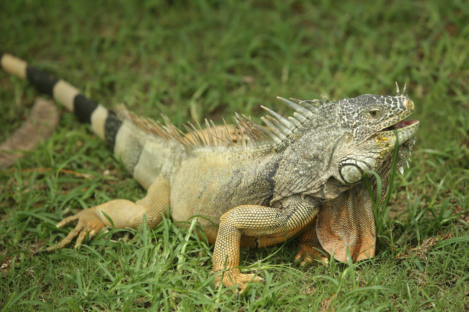$!Jalisciense Gabriel García conquista el Nacional de Footgolf realizado en Mazatlán