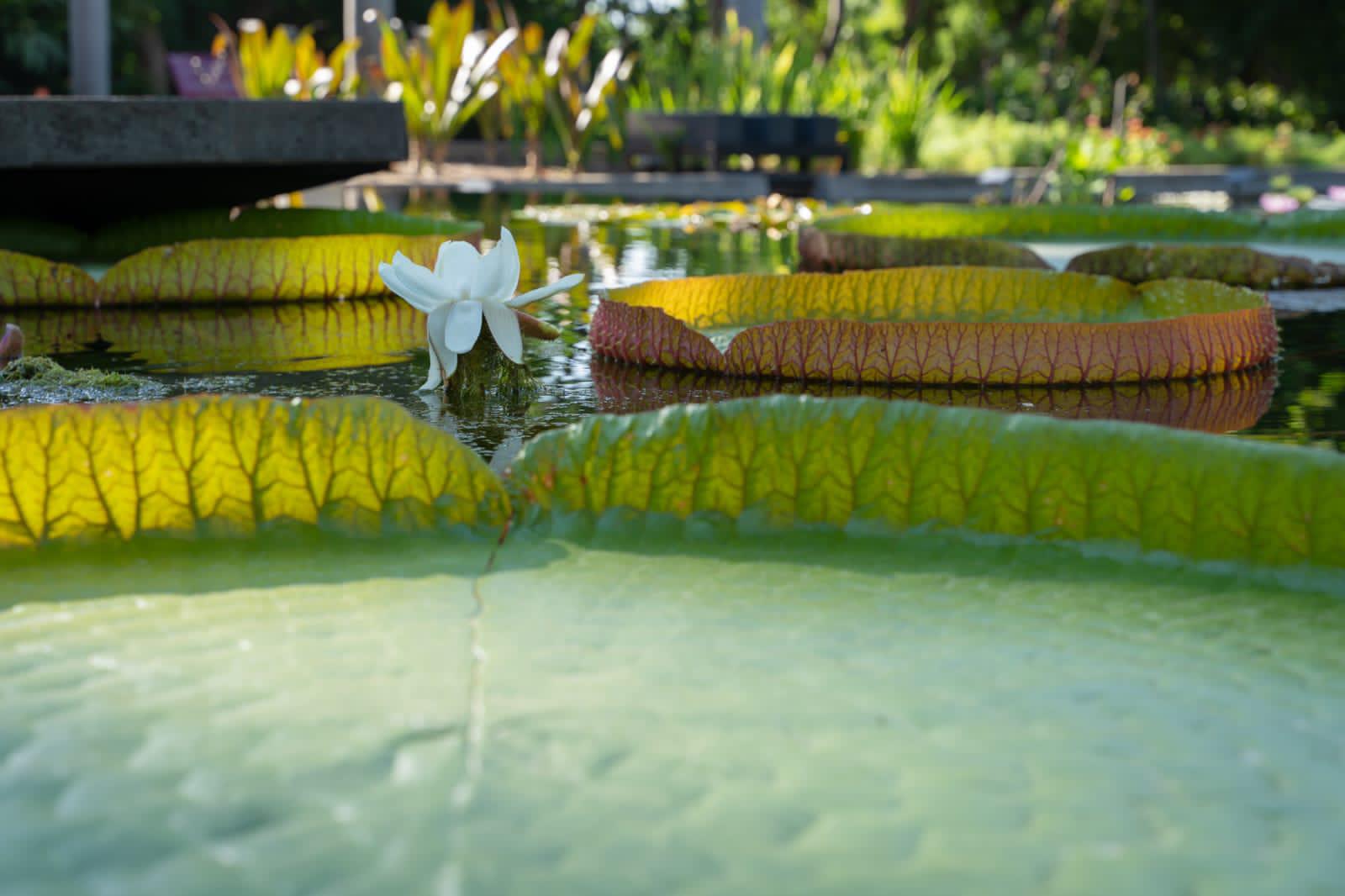 $!Exhíbe Jardín Botánico la planta acuática más grande del mundo
