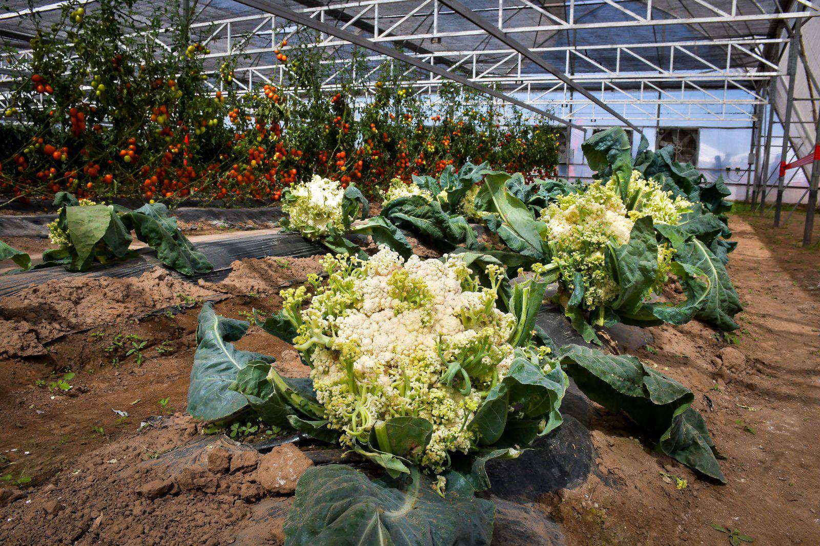 $!Arranca la Expo Agro Sinaloa 2026 en Culiacán; reúne a productores, empresas y autoridades