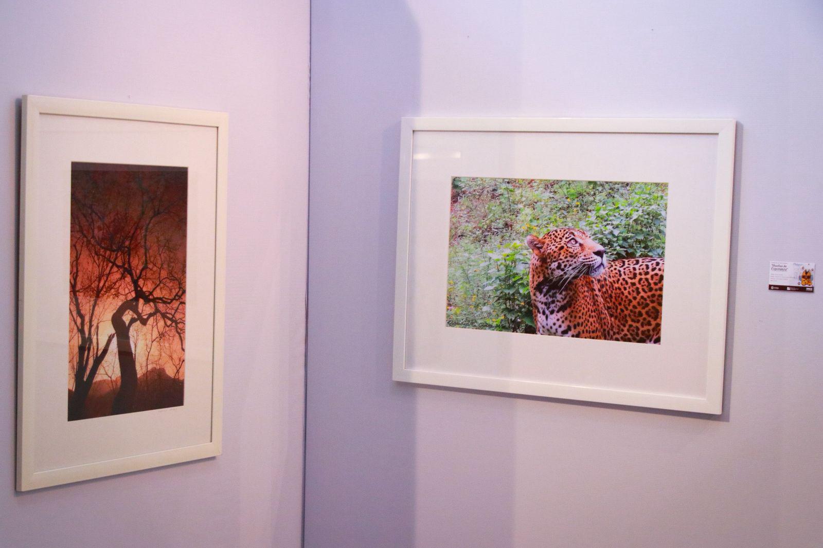 $!La exposición muestra el entorno del jaguar.