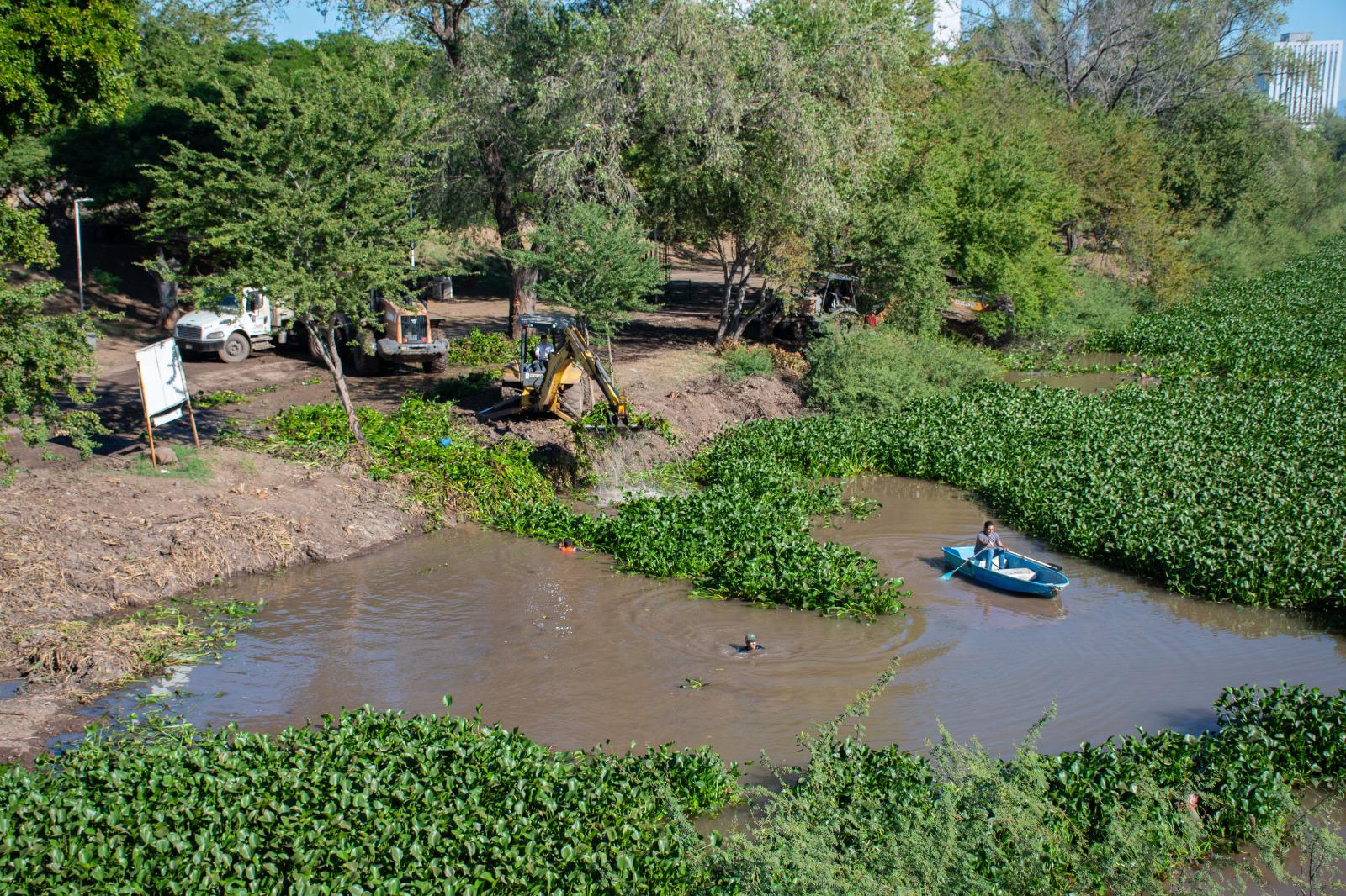 $!Avanza limpieza de plaga invasora de lirio acuático en el río Humaya