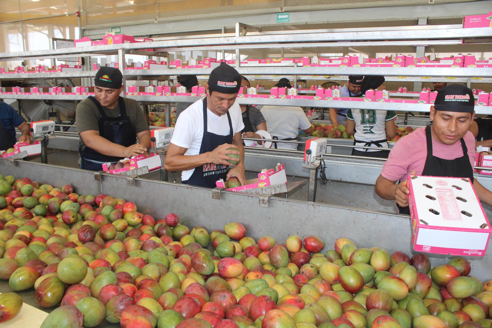$!Juan Luis encuentra en el deseo de sacar a su familia adelante la habilidad para empacar cajas con mango