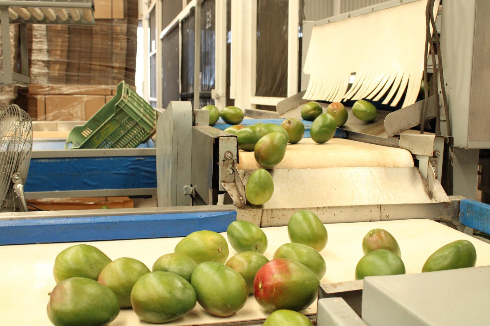 $!Es México quinto lugar mundial como productor y exportador de mango