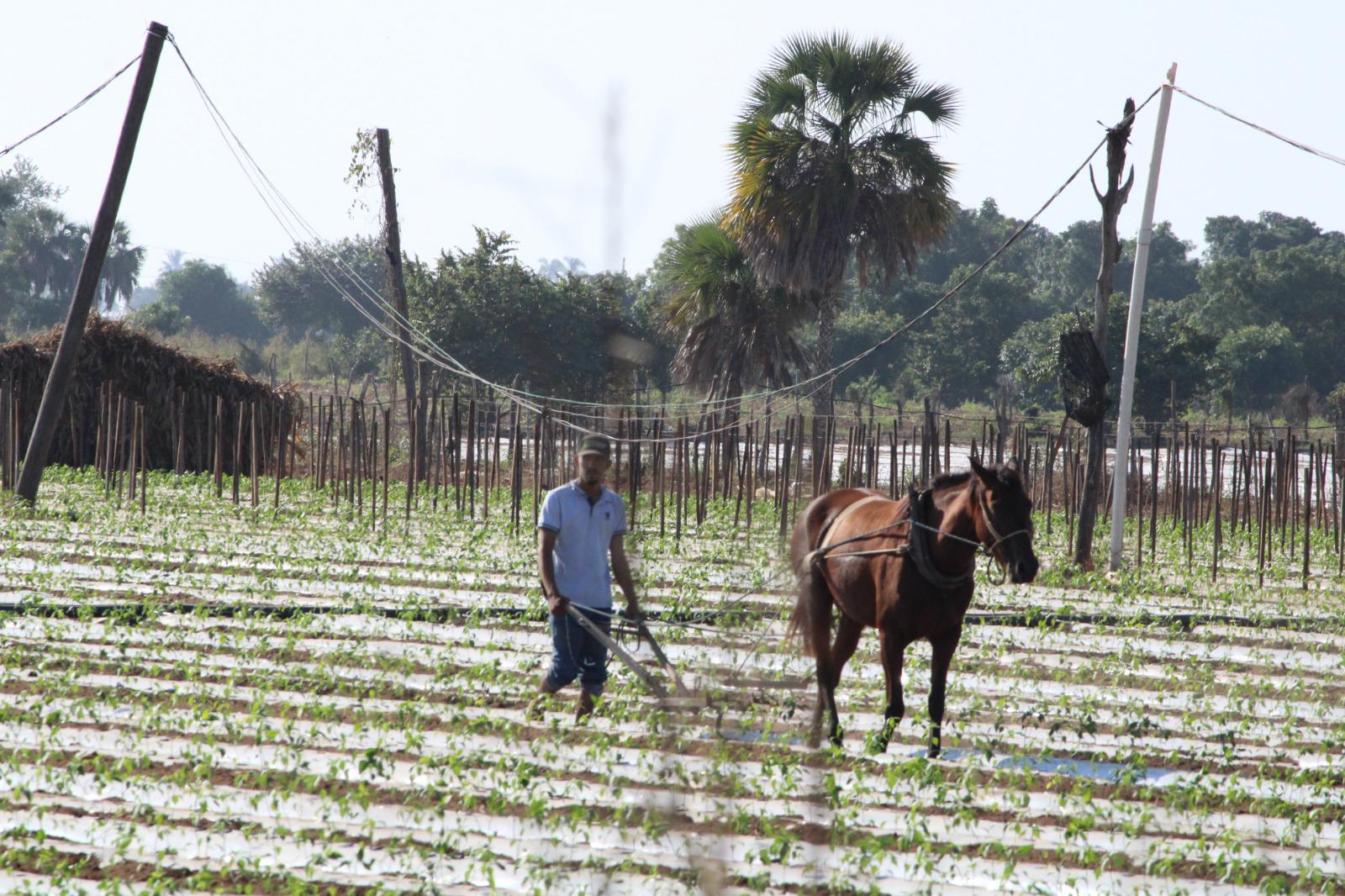 $!Por precios bajos en la producción, AARB califica de mala la temporada de hortalizas en Rosario