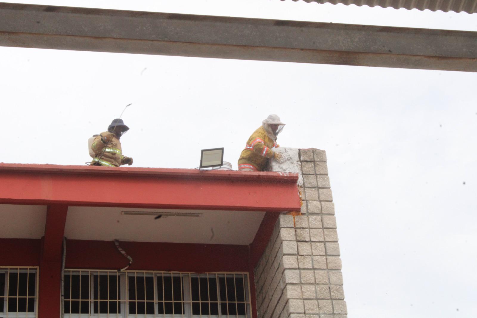 $!De nuevo se registra ataque de abejas en la UAdeO en Rosario