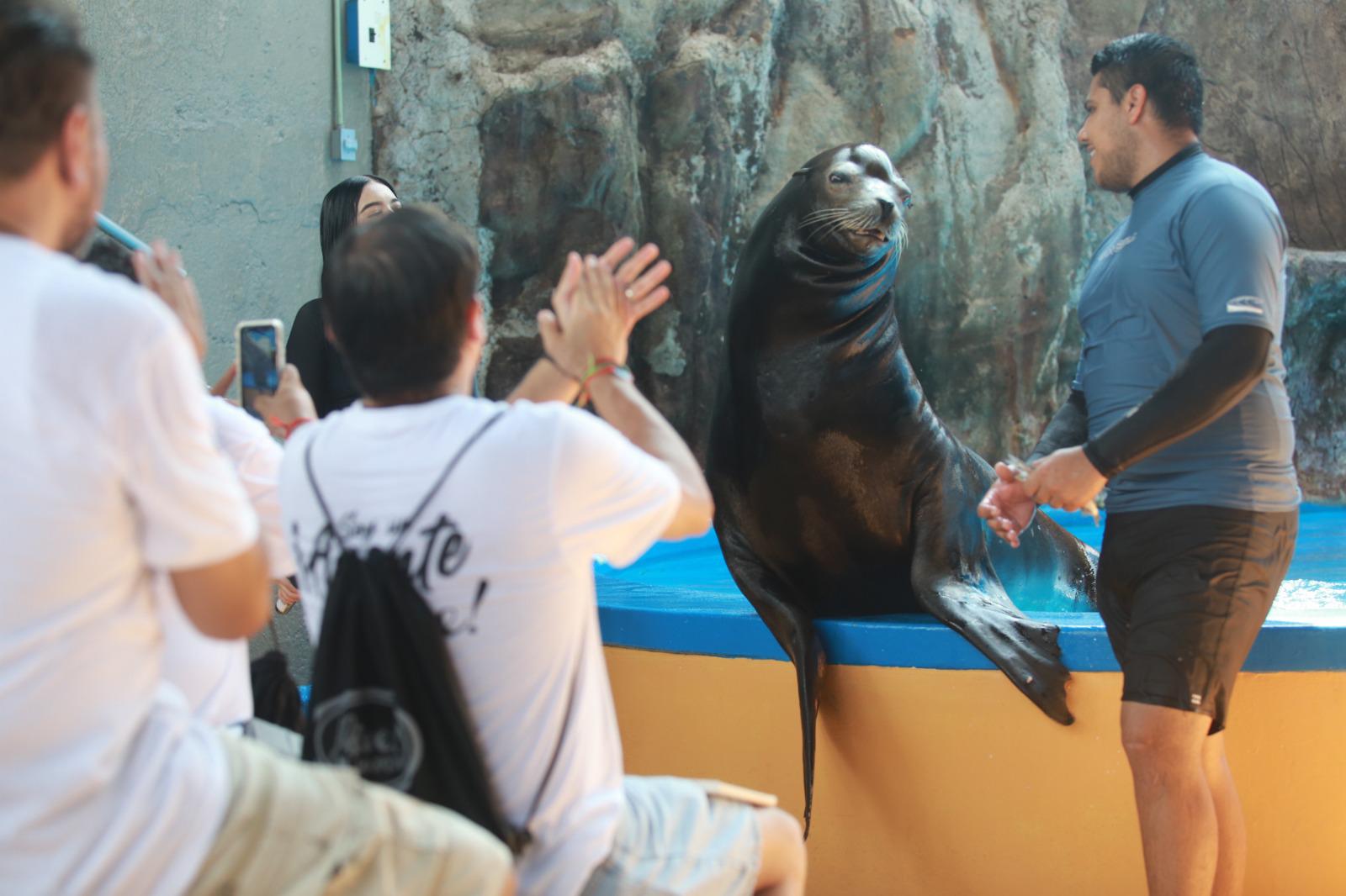 $!Dan ‘probadita’ del show de lobos marinos en el Gran Acuario Mazatlán