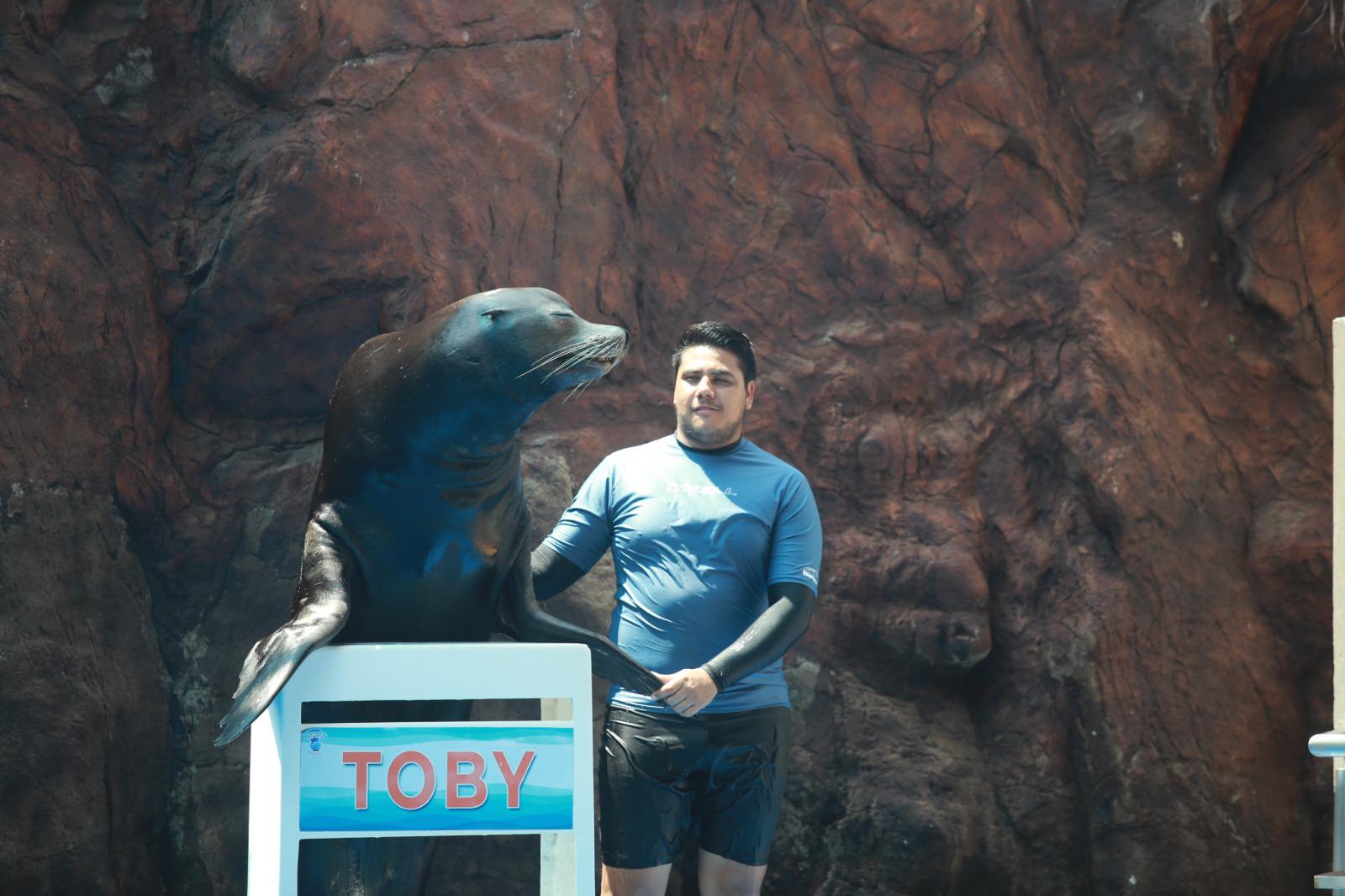 $!Dan ‘probadita’ del show de lobos marinos en el Gran Acuario Mazatlán