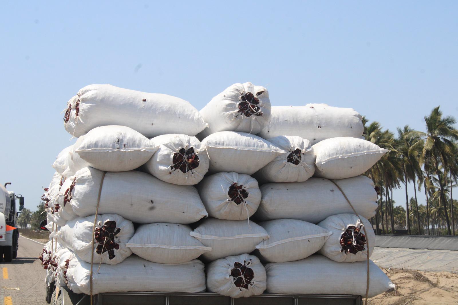 $!Productores en el valle de Rosario mantienen el secado artesanal de chiles