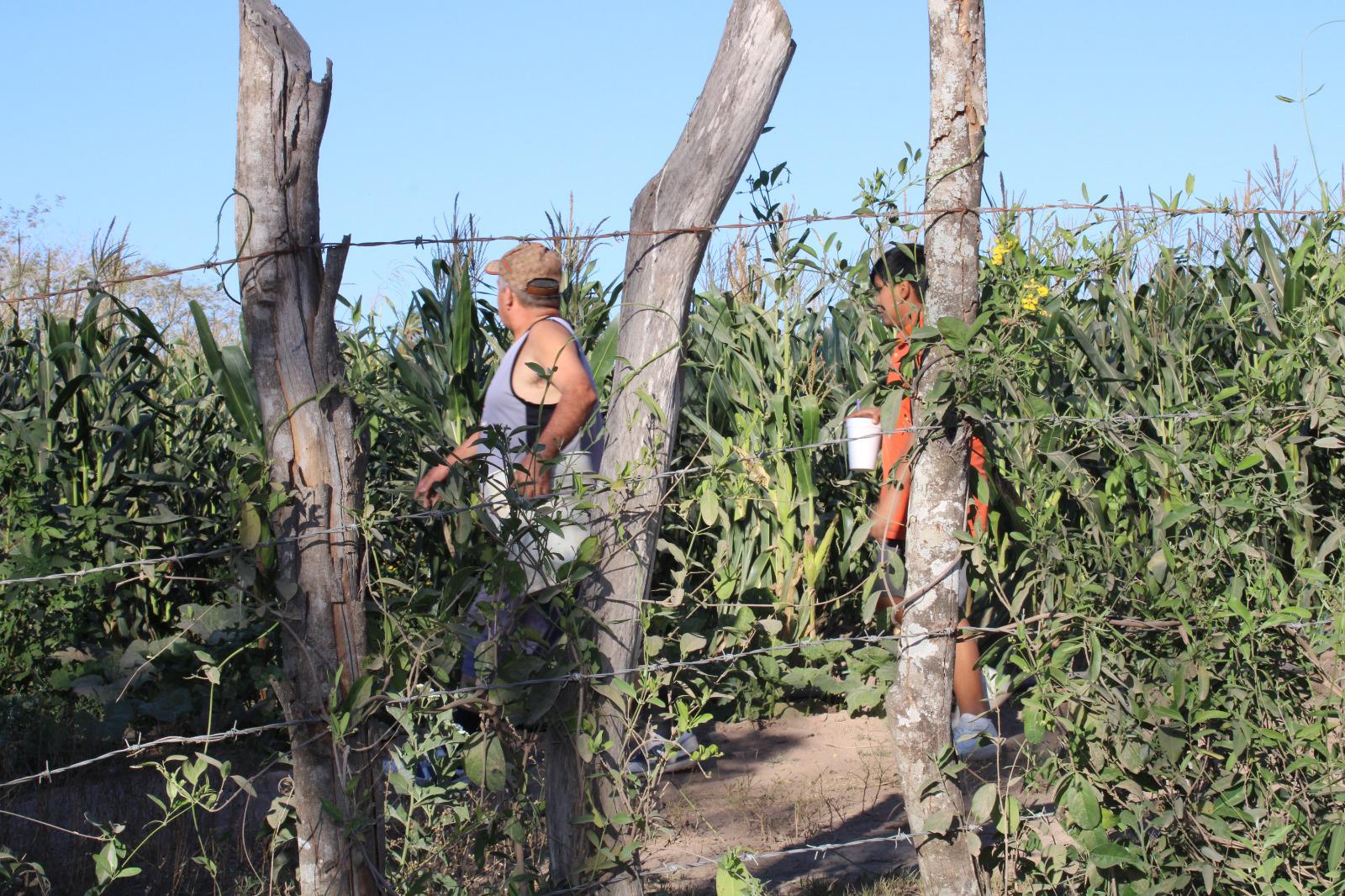 $!Se unen en Rosario a la tradicional cosecha de jícama