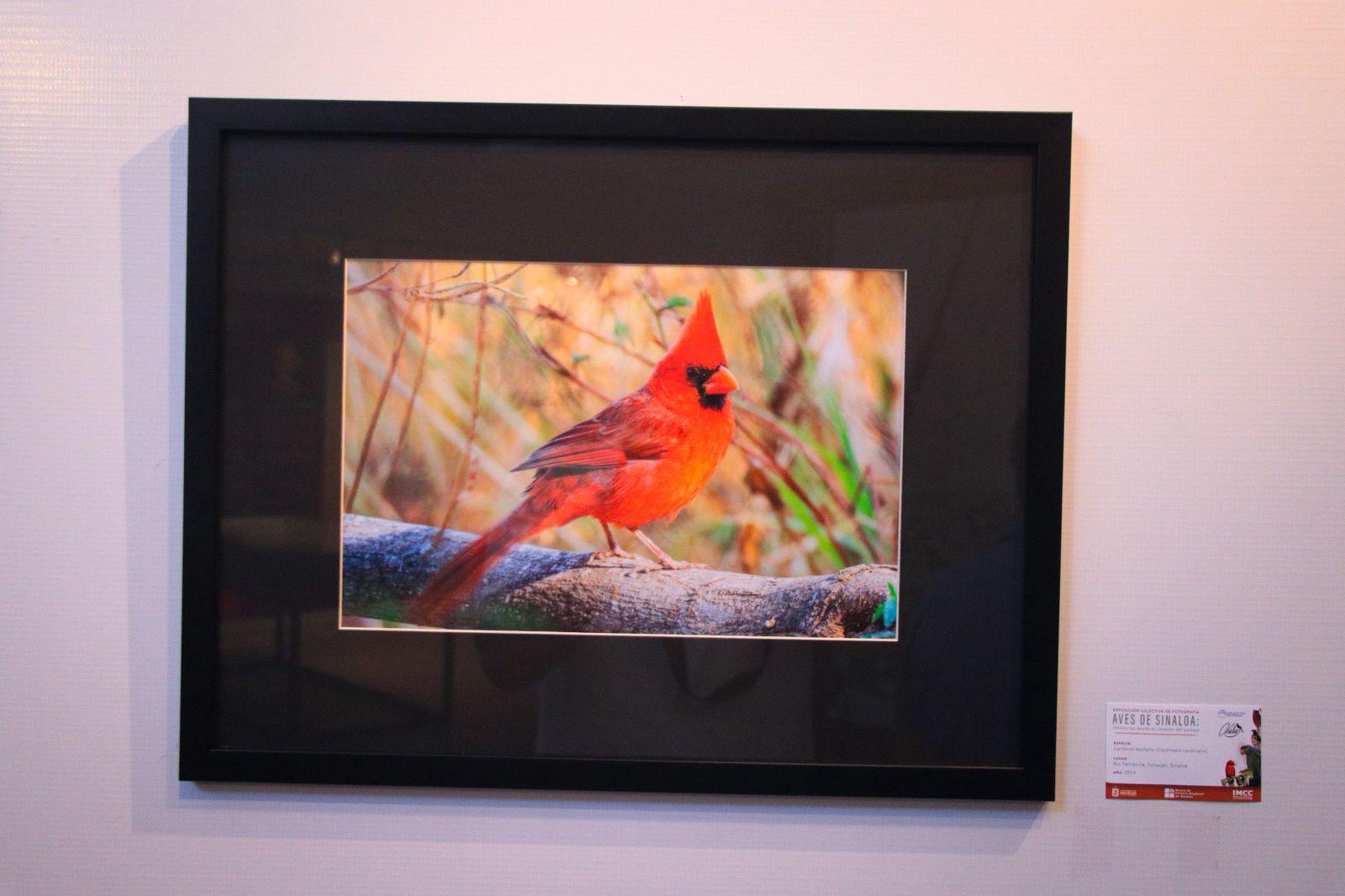 $!Las imágenes mostradas fueron capturadas en la sierra de Surutato, en Cosalá, Angostura y en Las Riberas de Culiacán.