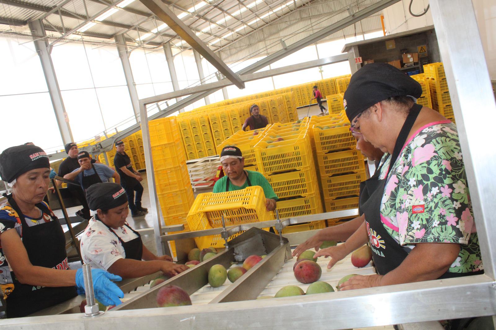 $!Exportación de mango, la cadena de trabajo detrás de cada caja empacada