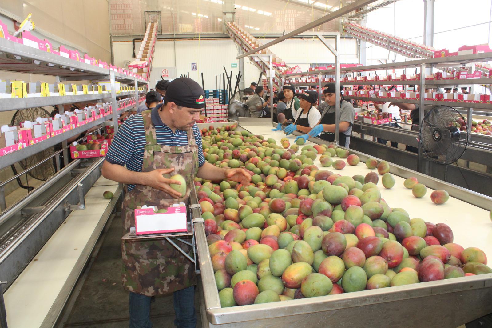 $!Empaques de mango en el sur de Sinaloa operaron al 40 por ciento de su capacidad