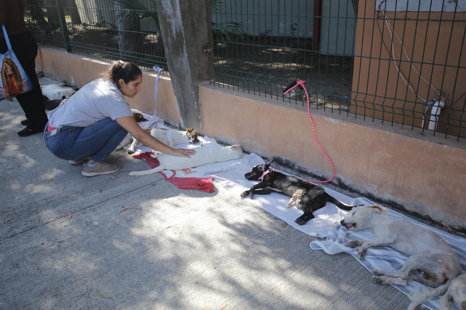 $!Avanza ‘Huellitas del Bienestar’ con 74 adopciones y más de 7 mil esterilizaciones para perros y gatos en Mazatlán