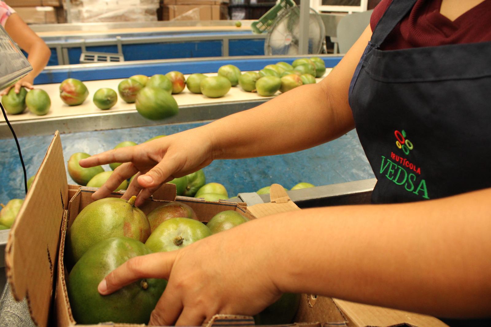 $!Es México quinto lugar mundial como productor y exportador de mango