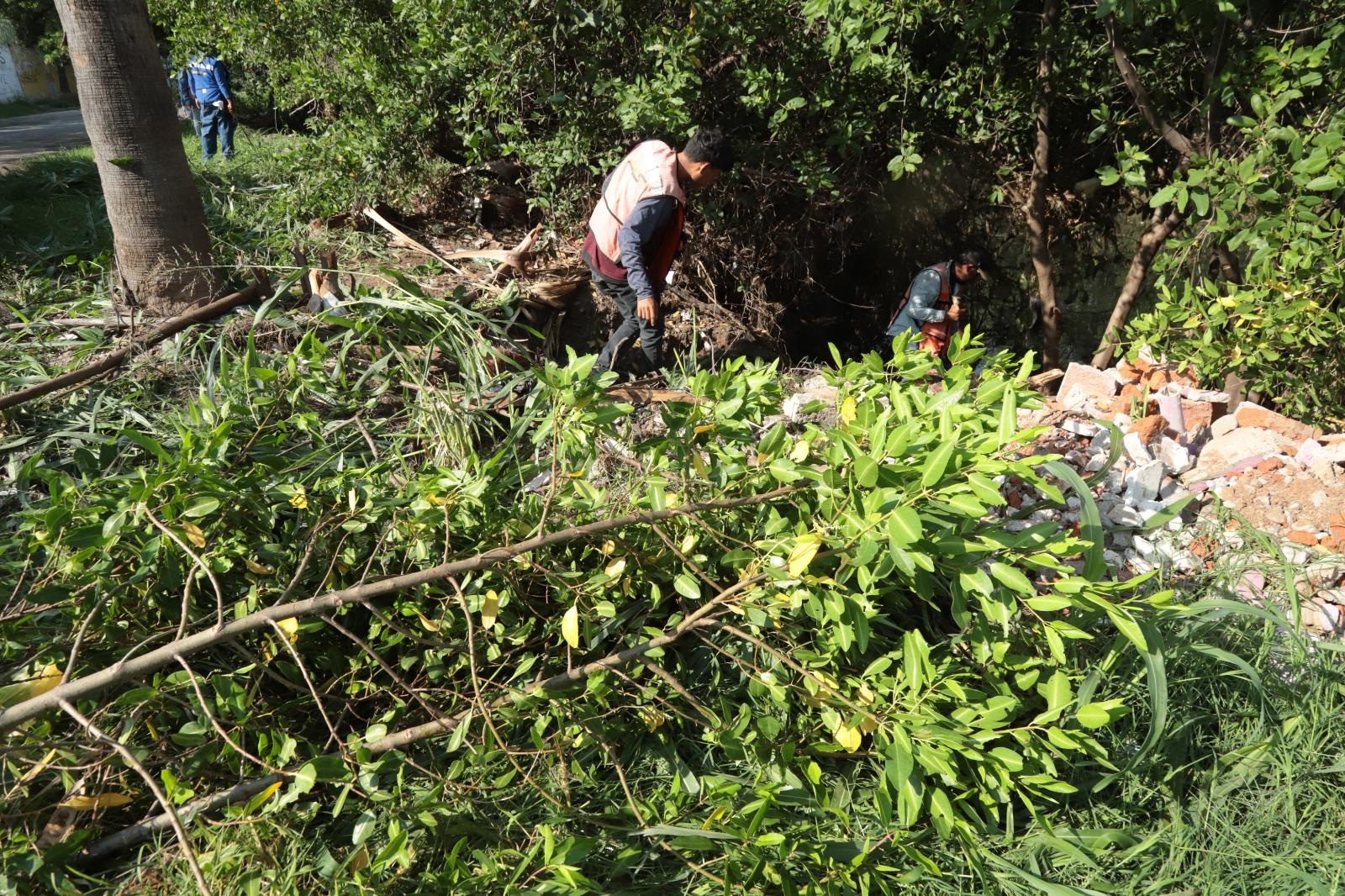 $!Brigada interviene en la tala de manglares protegidos en el Arroyo Jabalines en Mazatlán