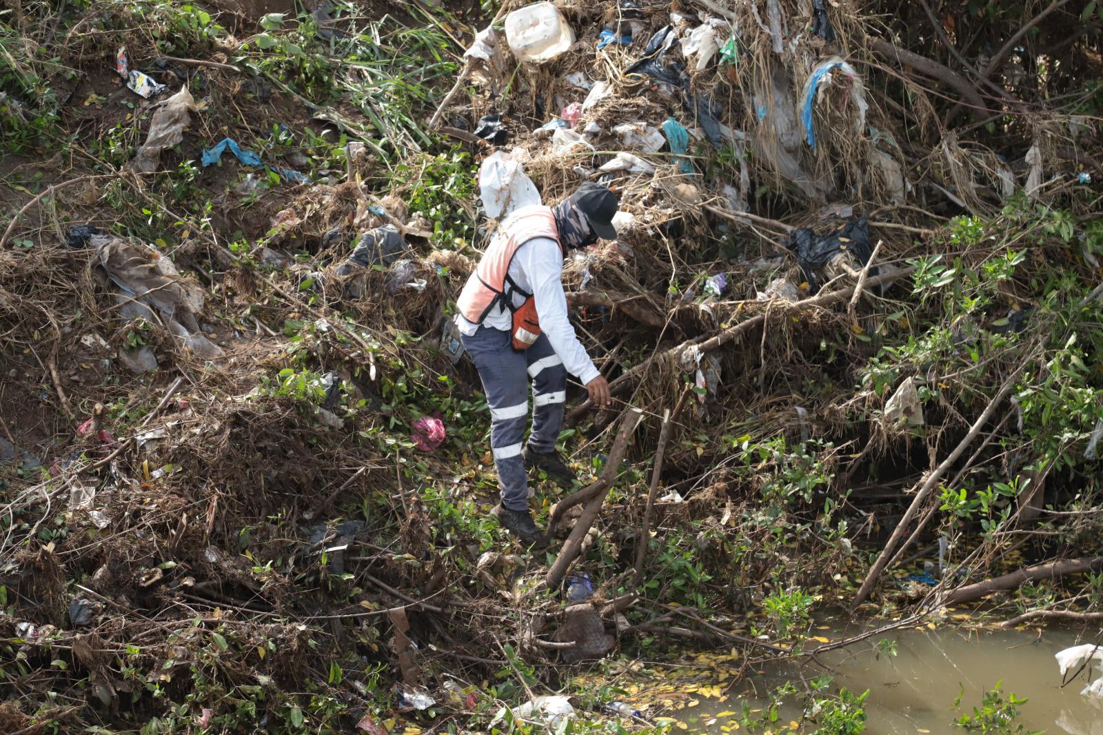 $!Brigada interviene en la tala de manglares protegidos en el Arroyo Jabalines en Mazatlán