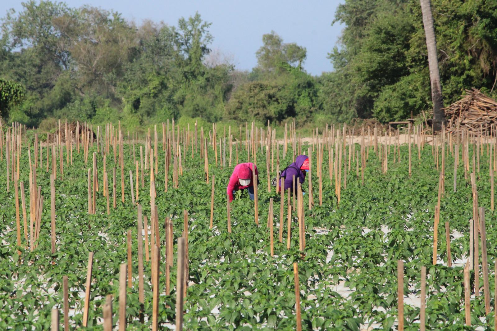 $!Por precios bajos en la producción, AARB califica de mala la temporada de hortalizas en Rosario