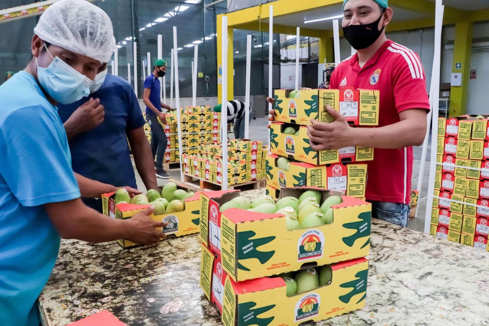 $!Se mantiene exportación de mango mexicano hacia Estados Unidos: Sader