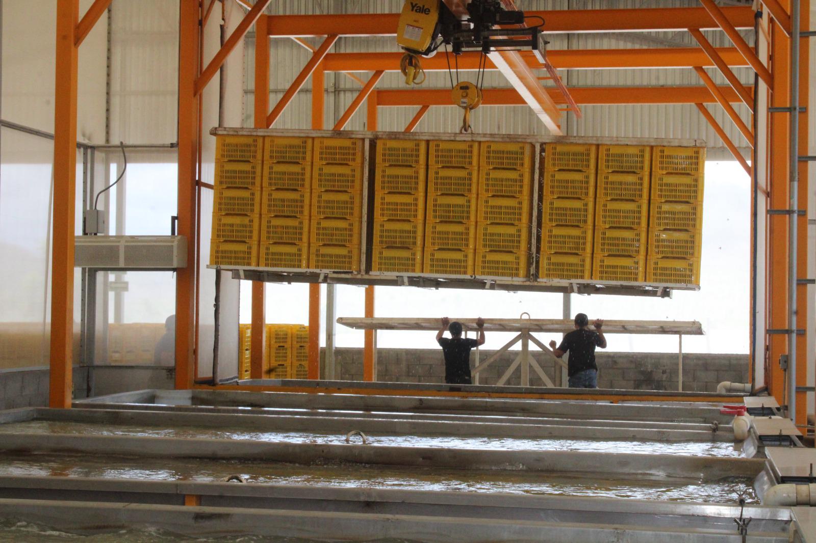 $!Exportación de mango, la cadena de trabajo detrás de cada caja empacada