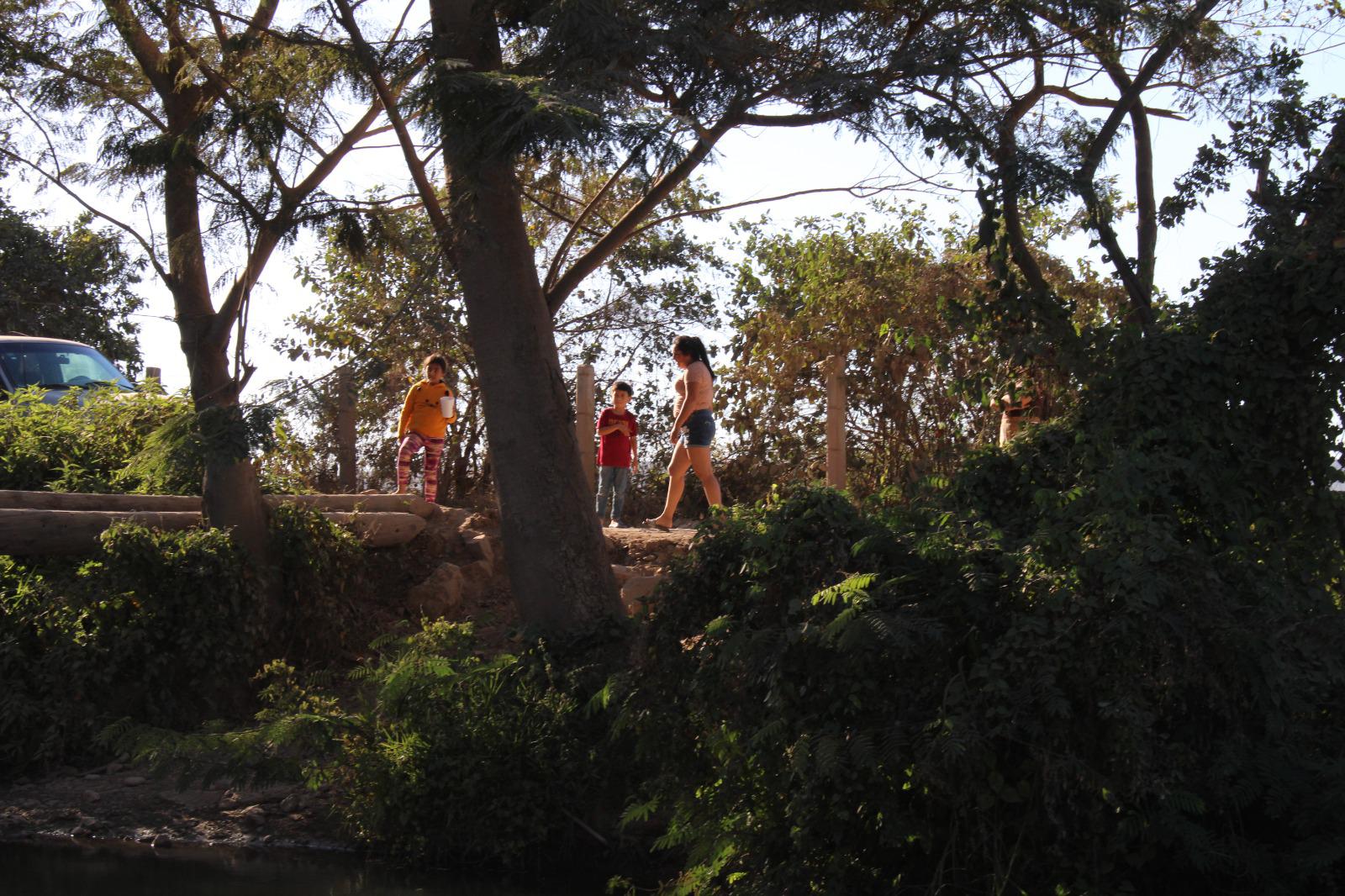 $!Se unen en Rosario a la tradicional cosecha de jícama