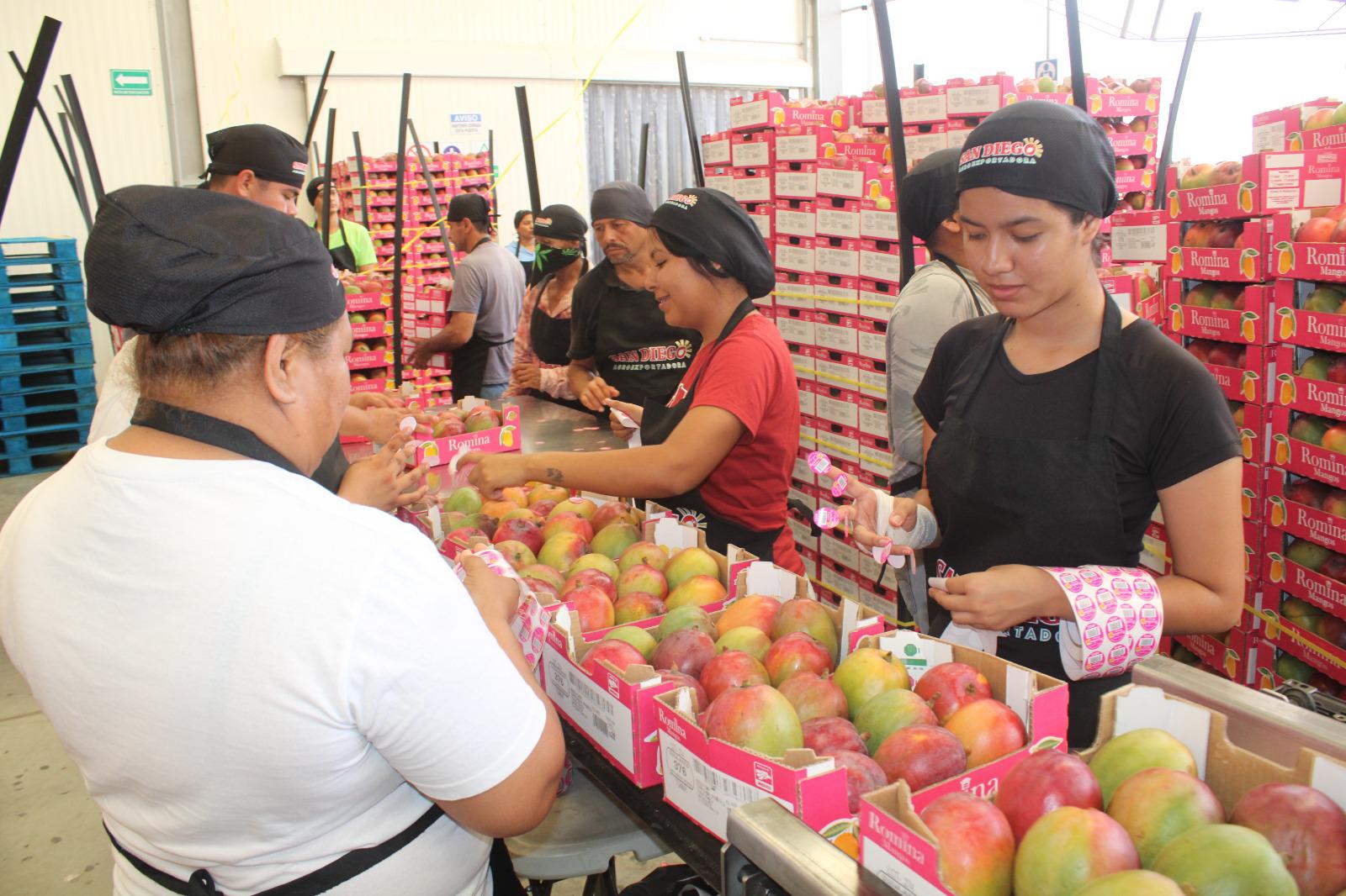 $!Empaques de mango en el sur de Sinaloa operaron al 40 por ciento de su capacidad