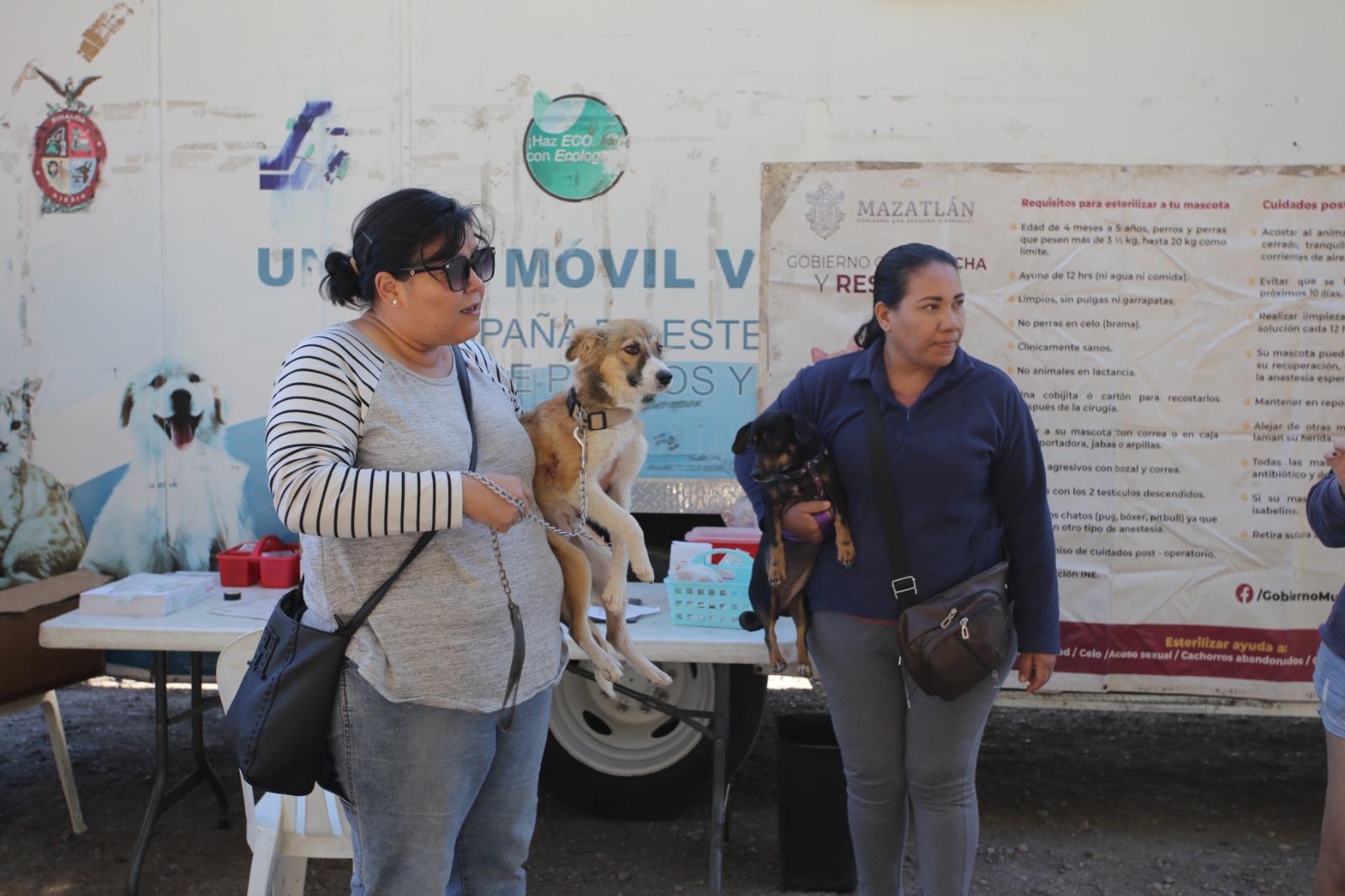 $!Llega al Faro de Mazatlán la feria de adopción y esterilización por el Día del Gato