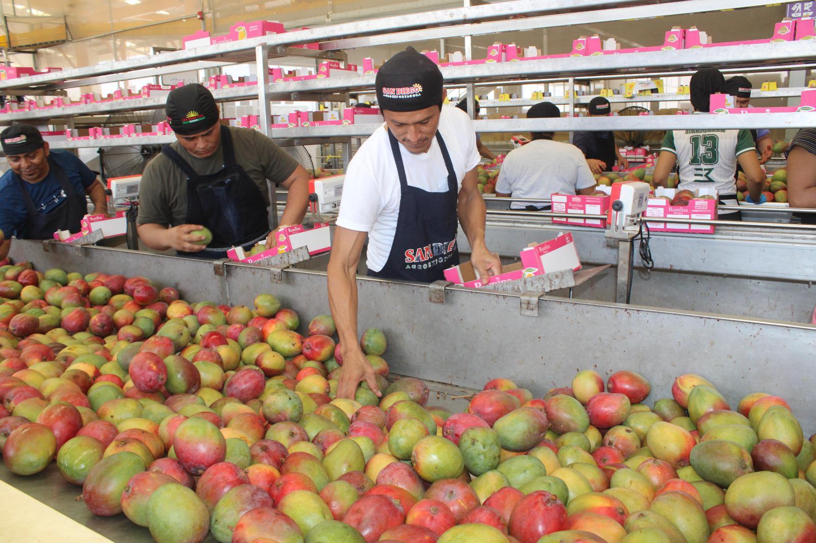 $!Juan Luis encuentra en el deseo de sacar a su familia adelante la habilidad para empacar cajas con mango