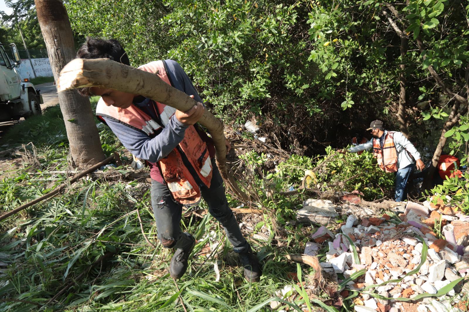 $!Brigada interviene en la tala de manglares protegidos en el Arroyo Jabalines en Mazatlán